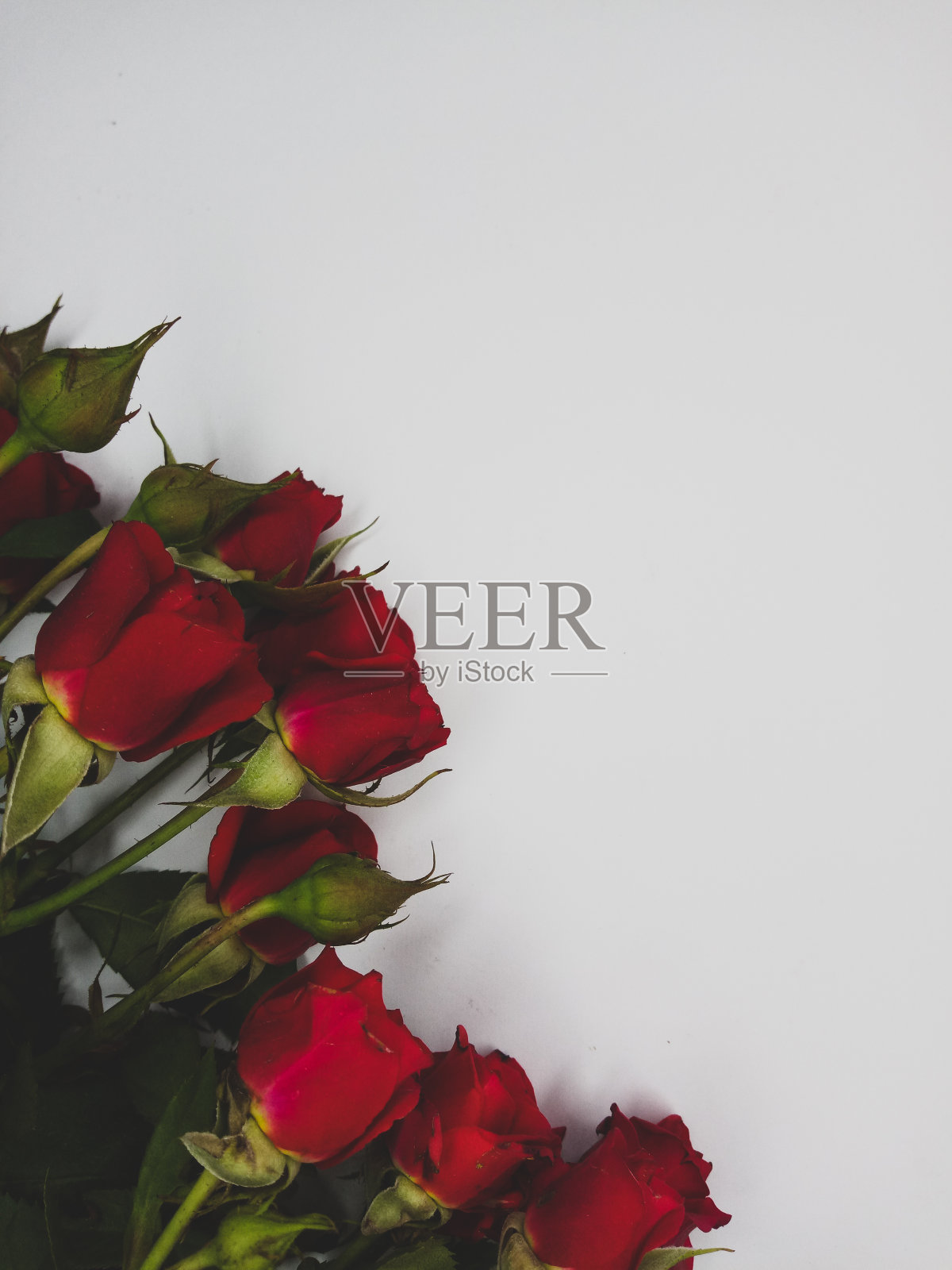 红玫瑰照片摄影图片