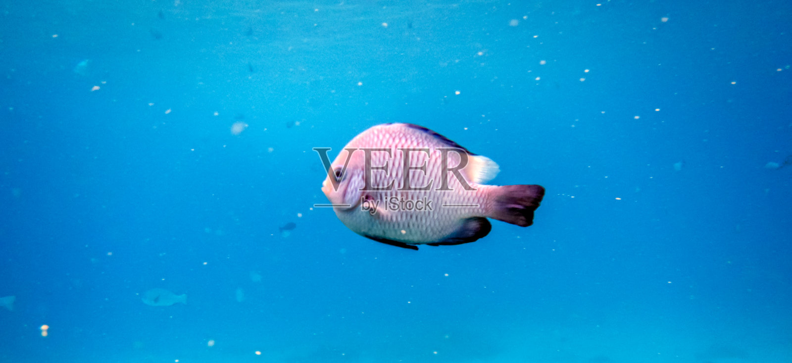 红条凤仙花在海洋中捕鱼照片摄影图片