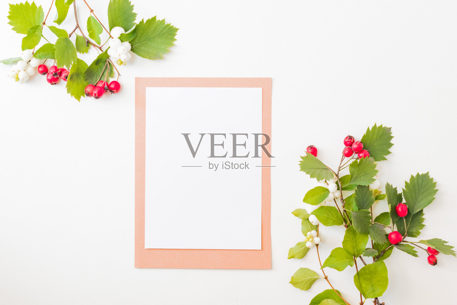 平铺模型空白纸单卡与红色浆果和绿色的叶子在白色的背景照片摄影图片