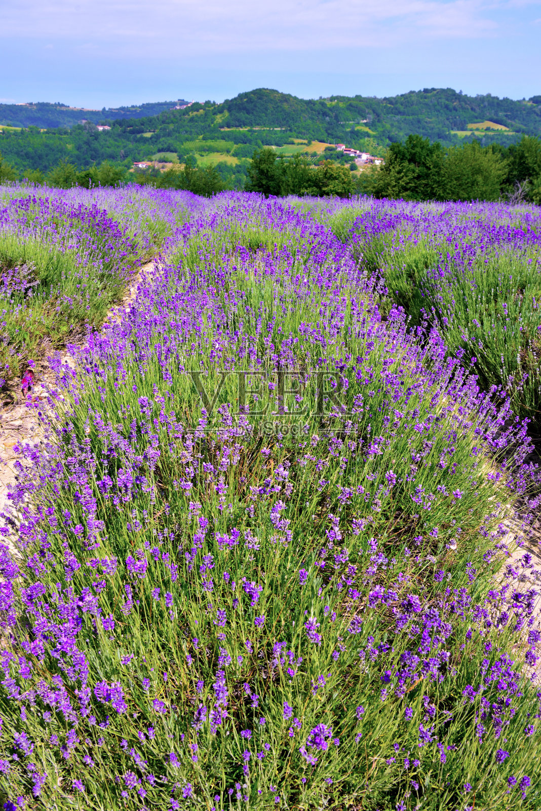 意大利圣乔瓦尼库内奥销售照片摄影图片
