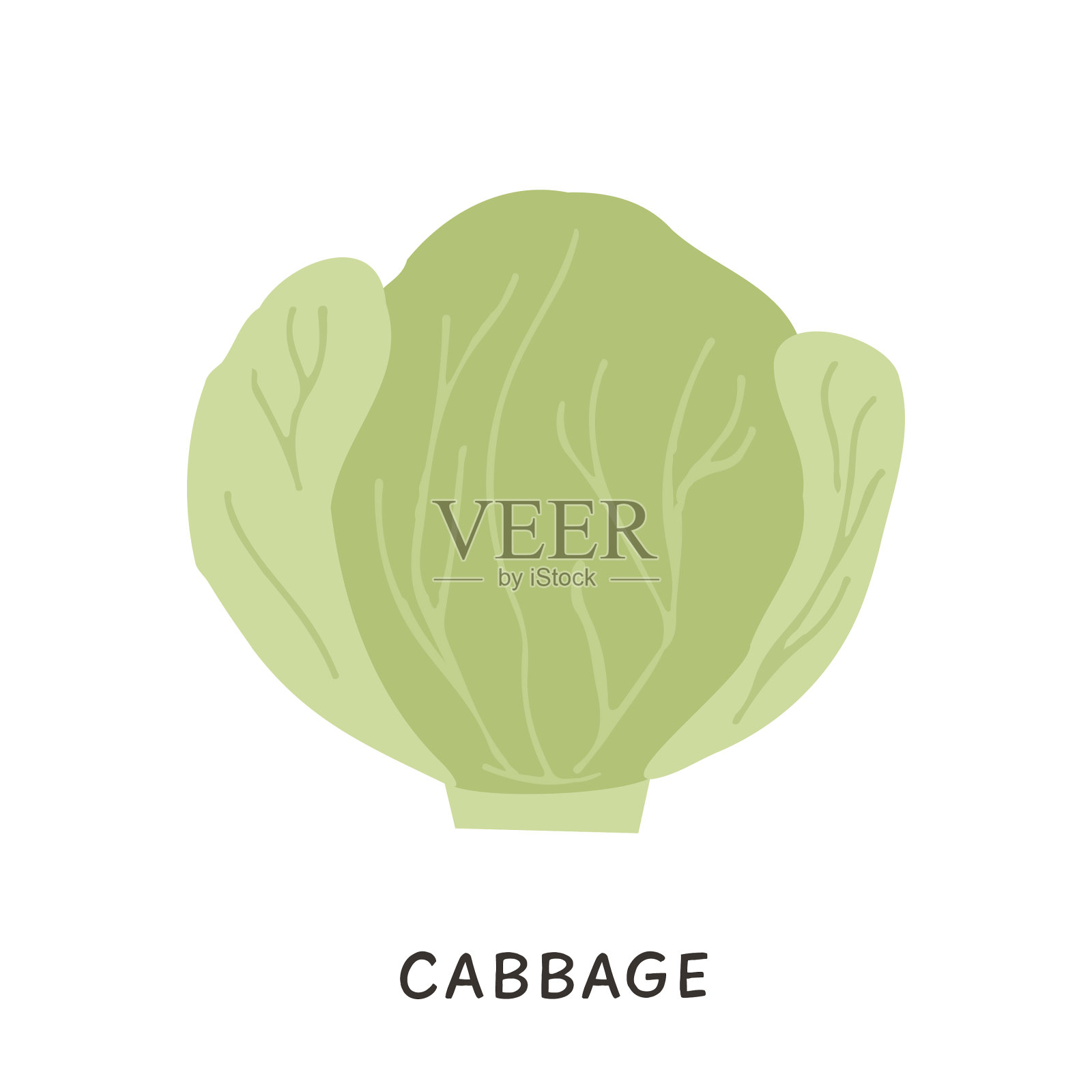 包心菜有机插画图片素材
