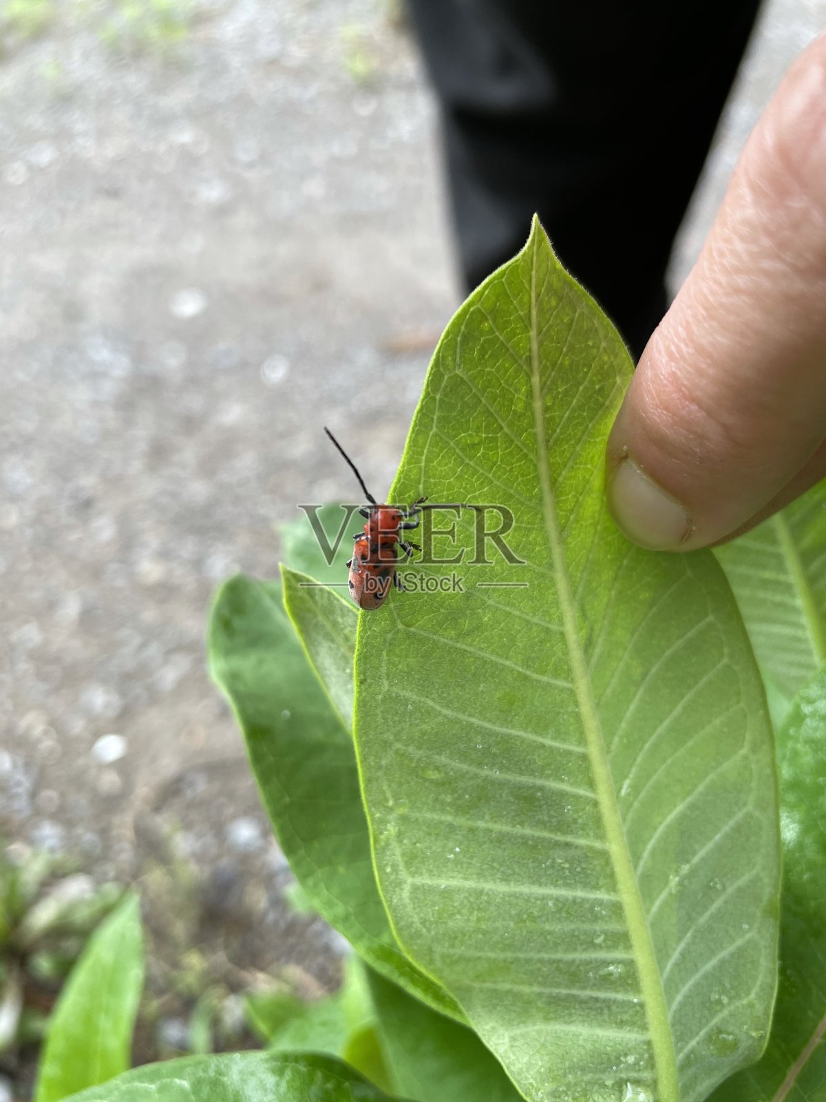 马利筋甲虫照片摄影图片