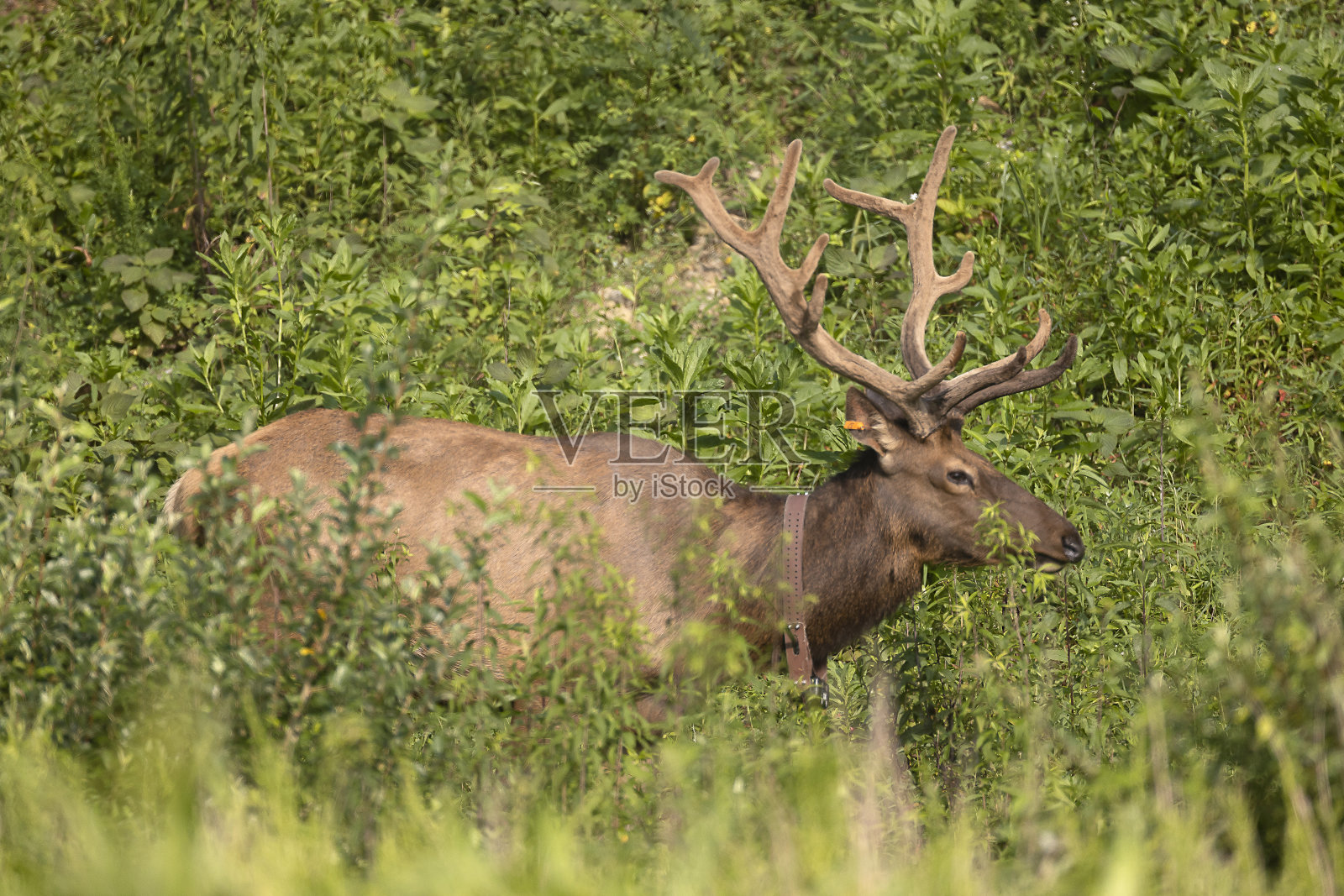 公牛每个照片摄影图片