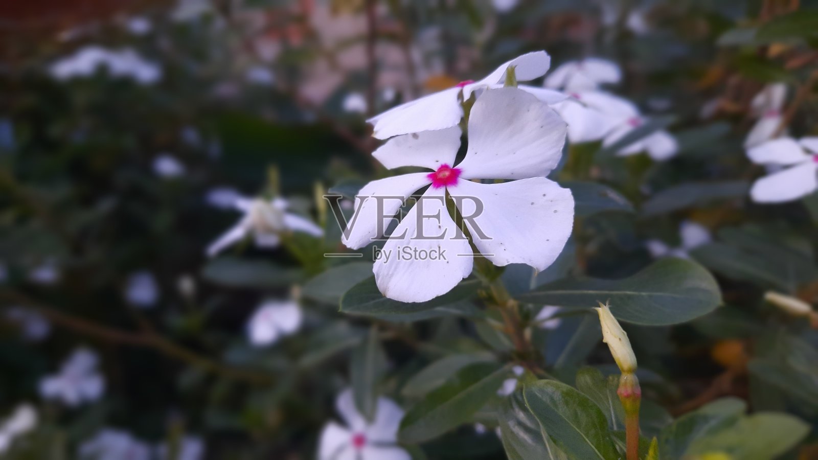 美丽的白色花照片摄影图片