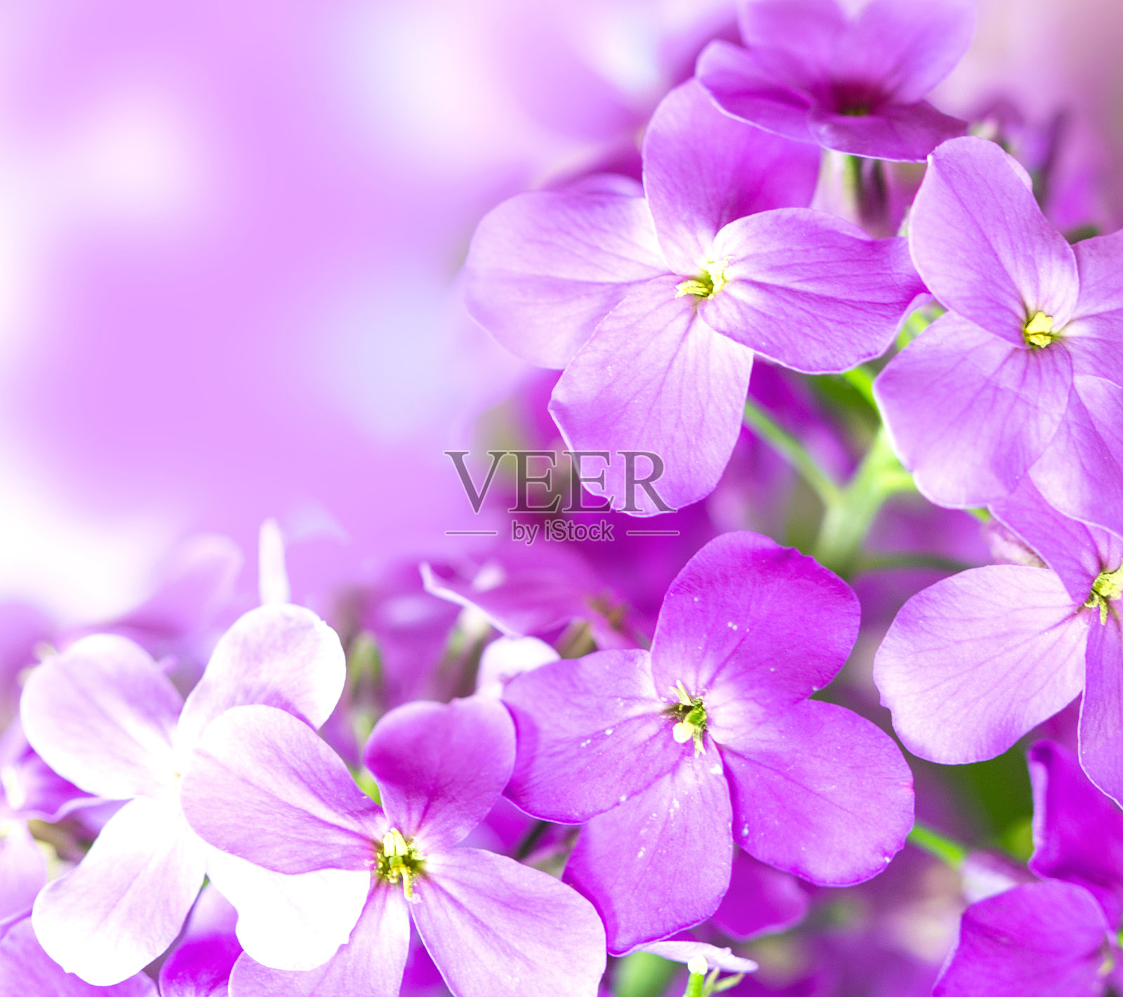 美丽的紫色花朵在散景背景上。春天开花照片摄影图片