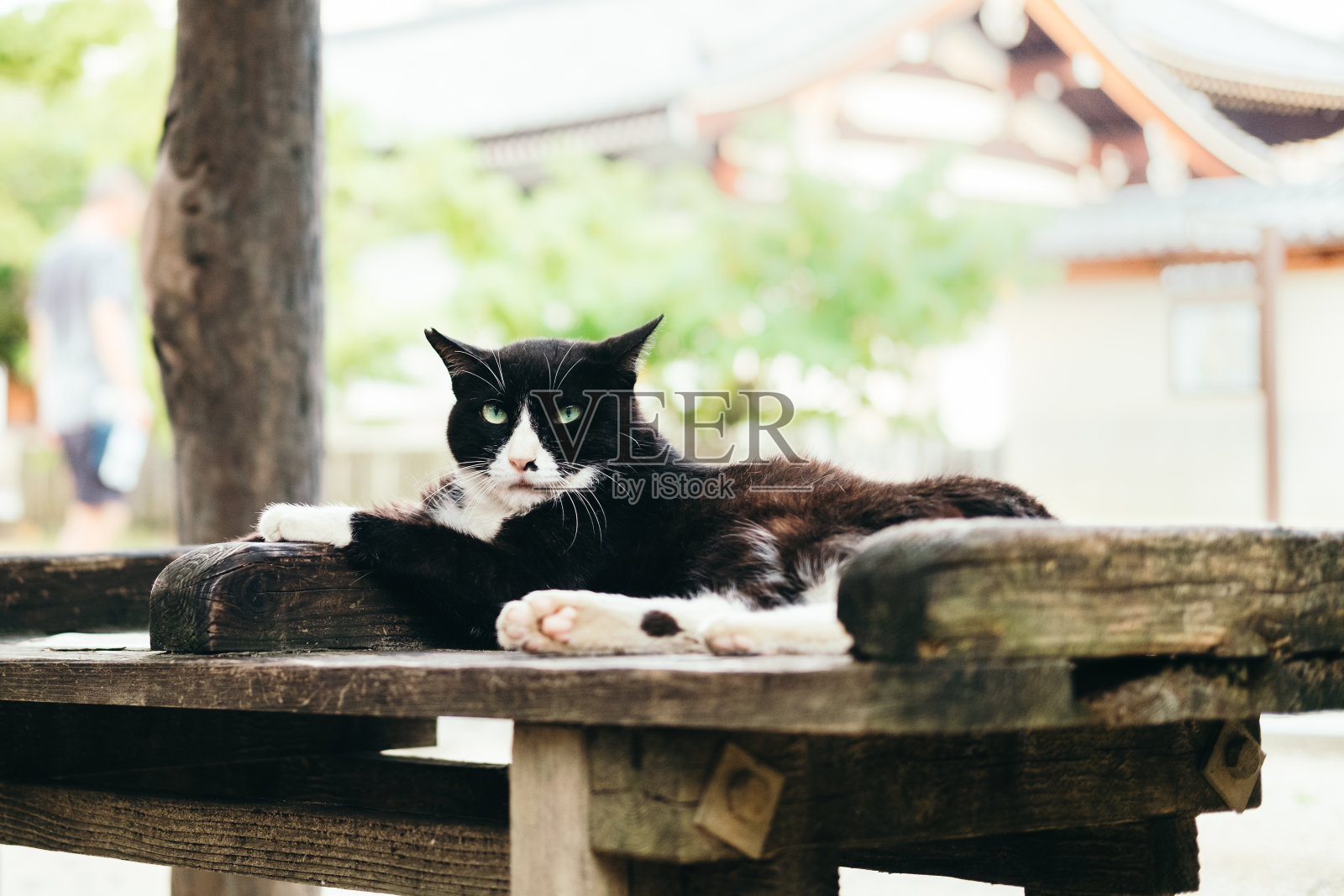 猫在长凳上休息照片摄影图片