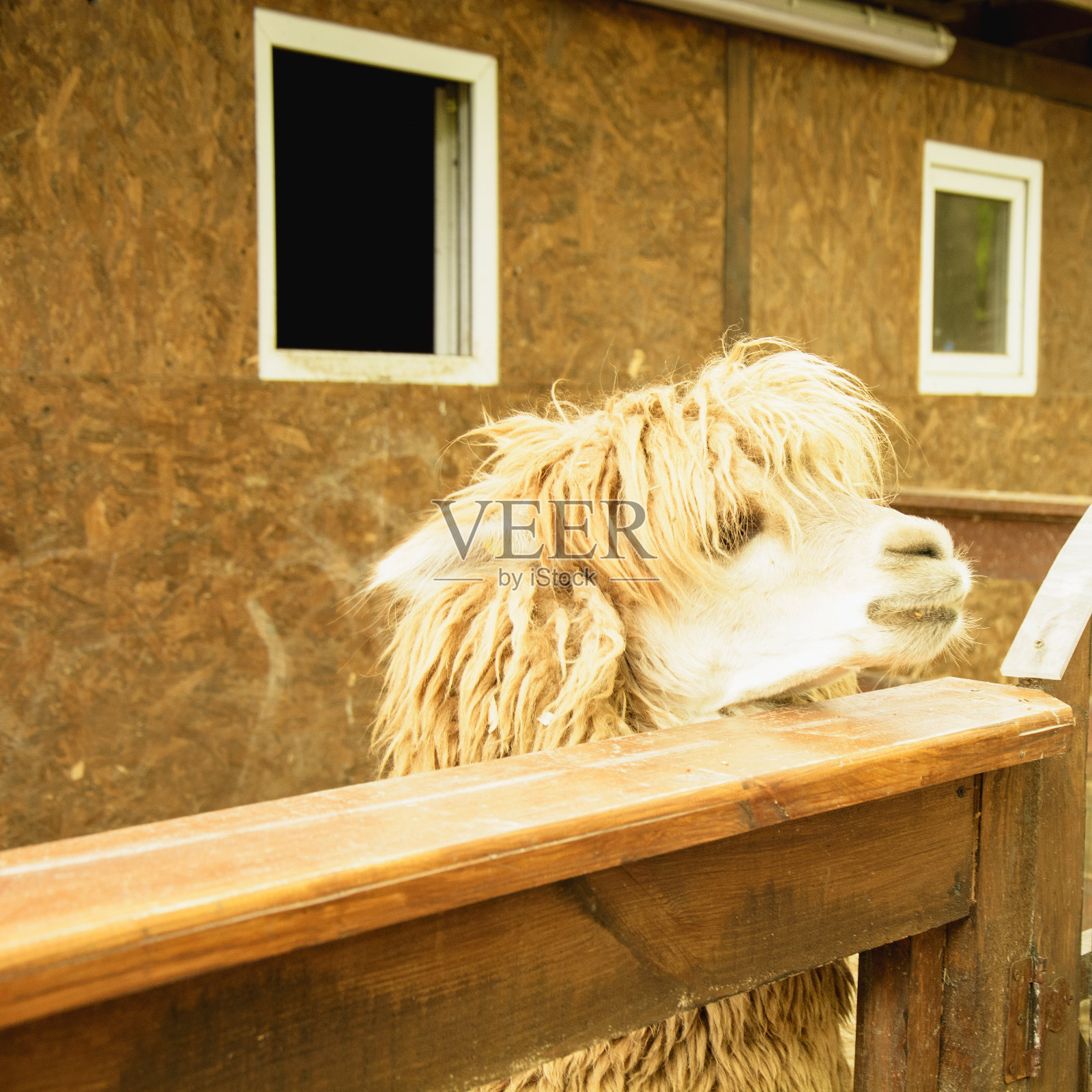 美丽的大可爱的家养羊驼在农场照片摄影图片