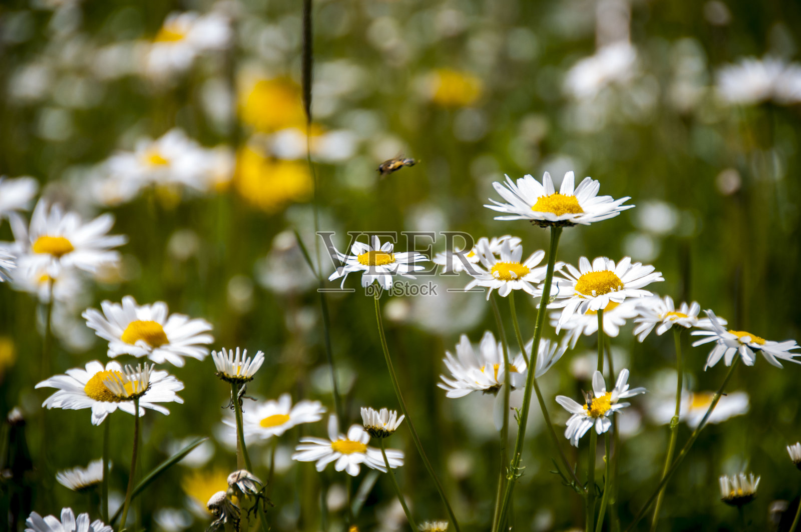 蒙古美丽的草地上有花照片摄影图片