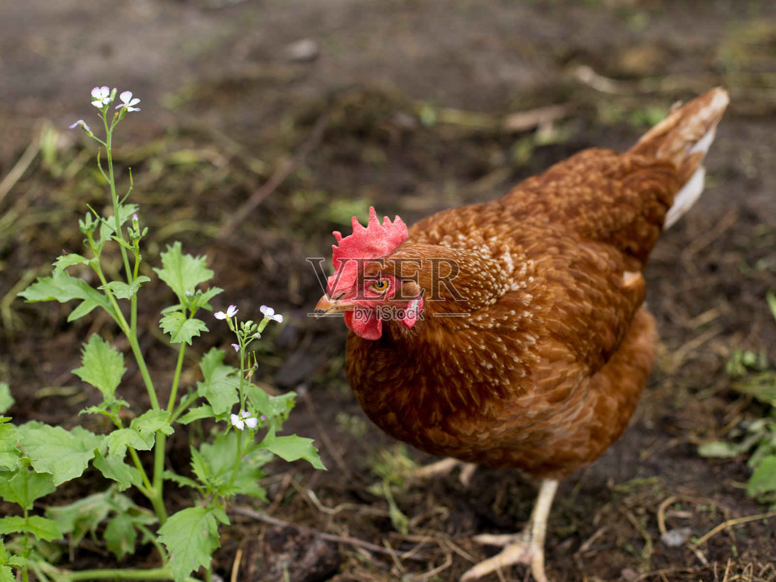 一群在草地上吃草的鸡照片摄影图片