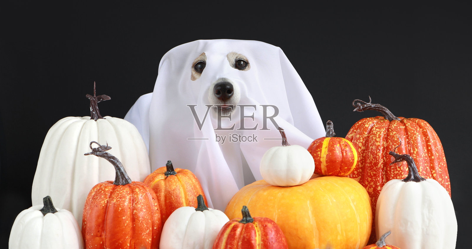 有趣的狗在万圣节服装黑色背景照片摄影图片