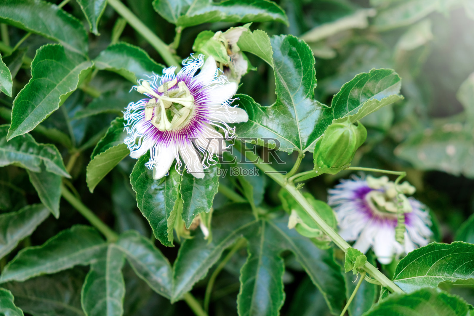 西番莲或月桂西番莲照片摄影图片