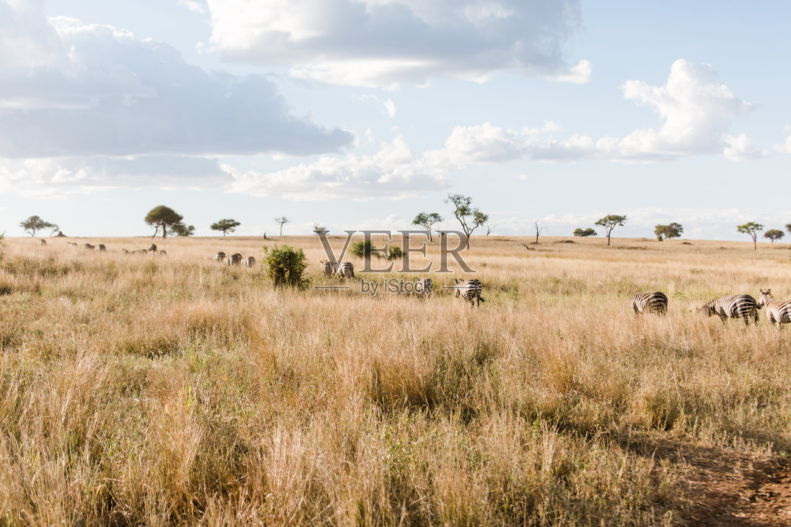 斑马在坦桑尼亚照片摄影图片