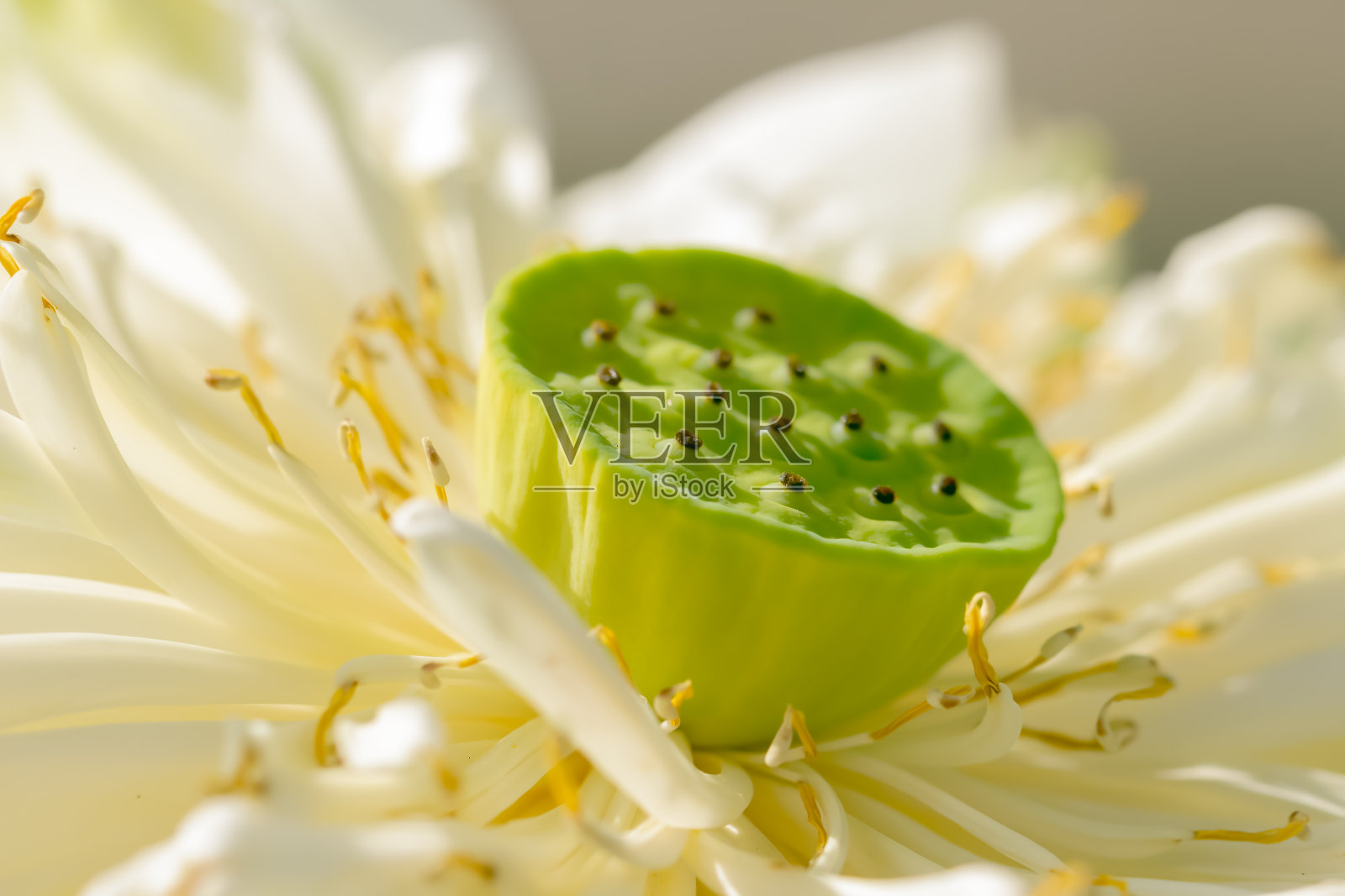 荷花盛开照片摄影图片