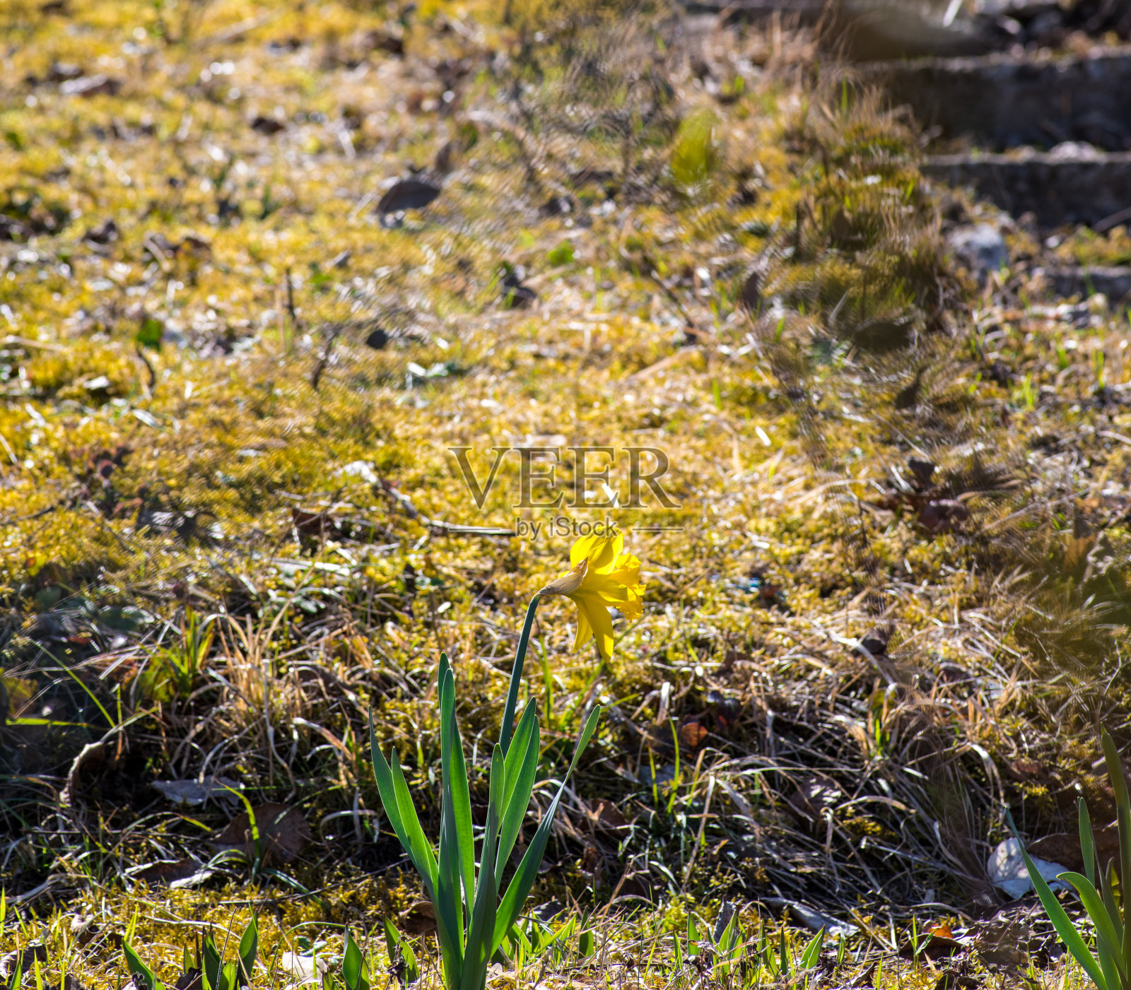 一片模糊草地前的黄色水仙花照片摄影图片