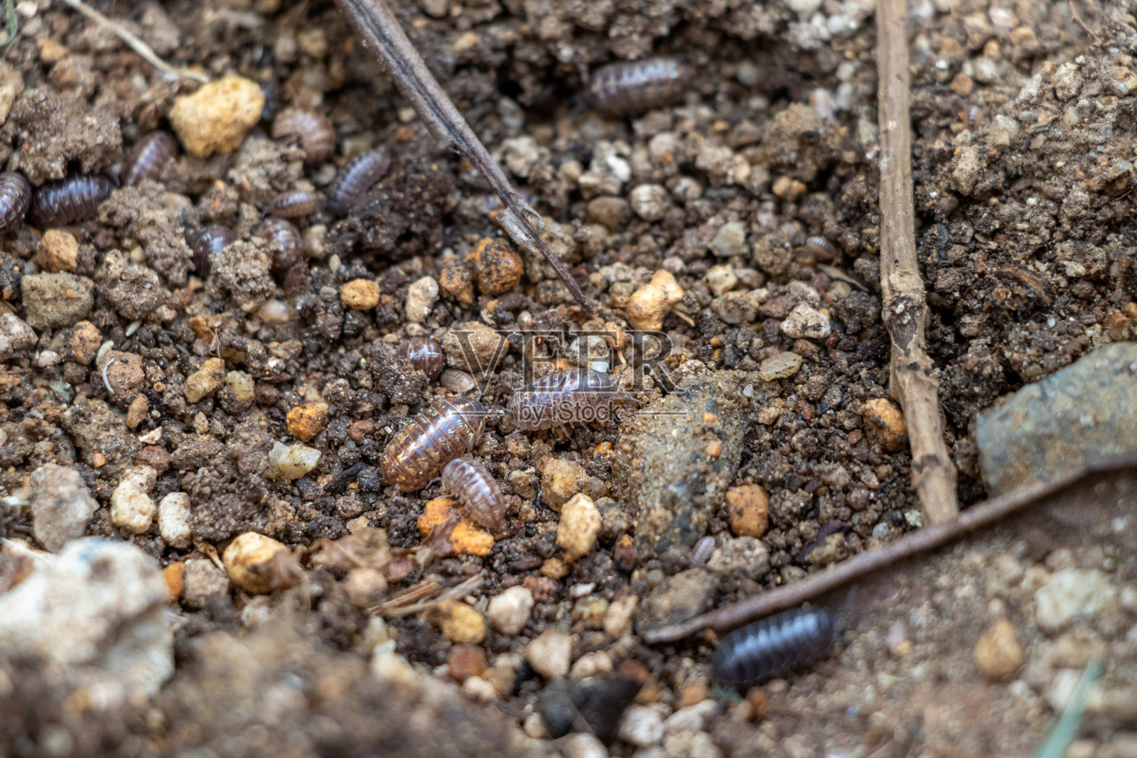 药虫在潮湿的土壤上移动照片摄影图片