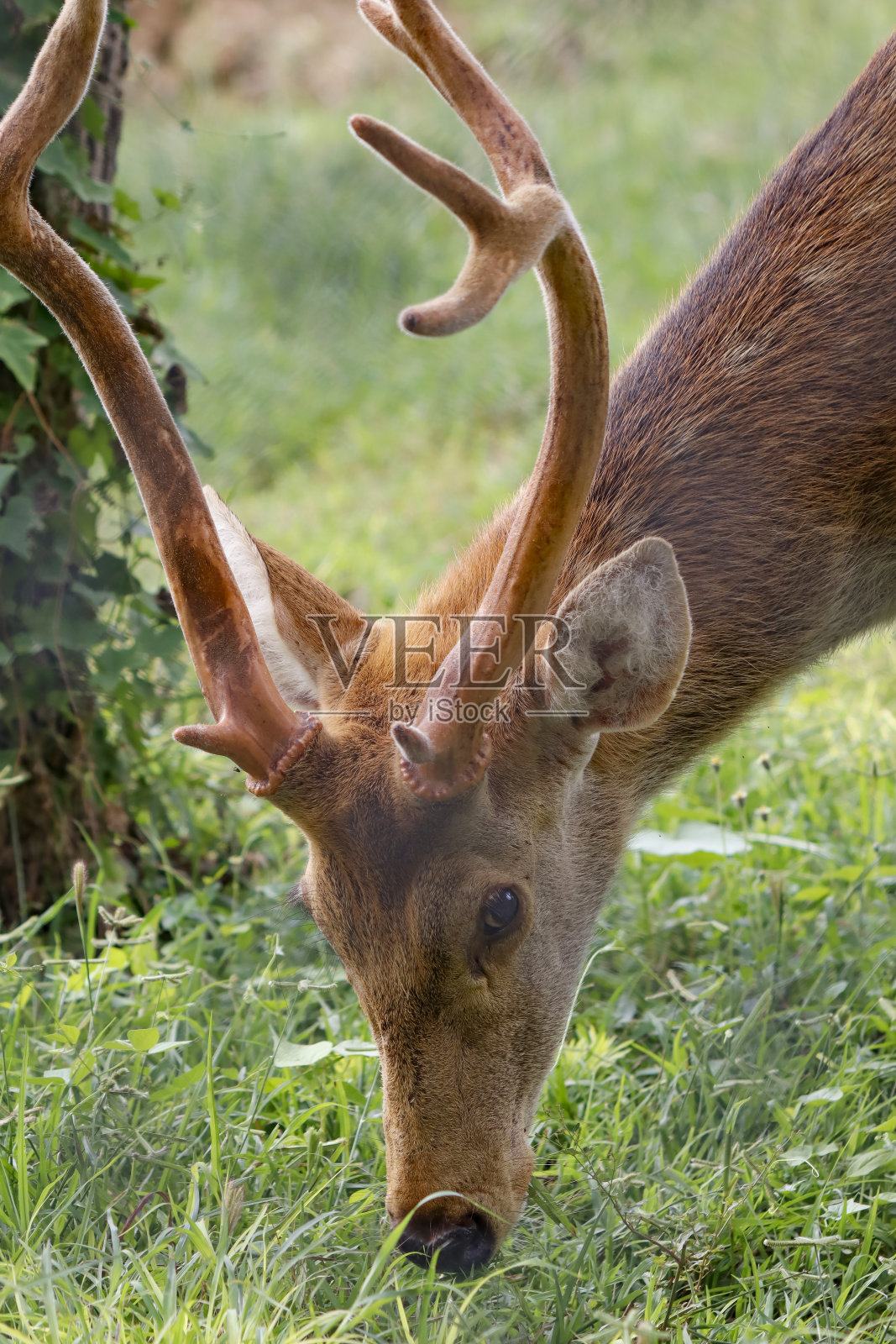 靠近一只年轻的雄性猎豹(也被称为斑点鹿或轴鹿)。照片摄影图片