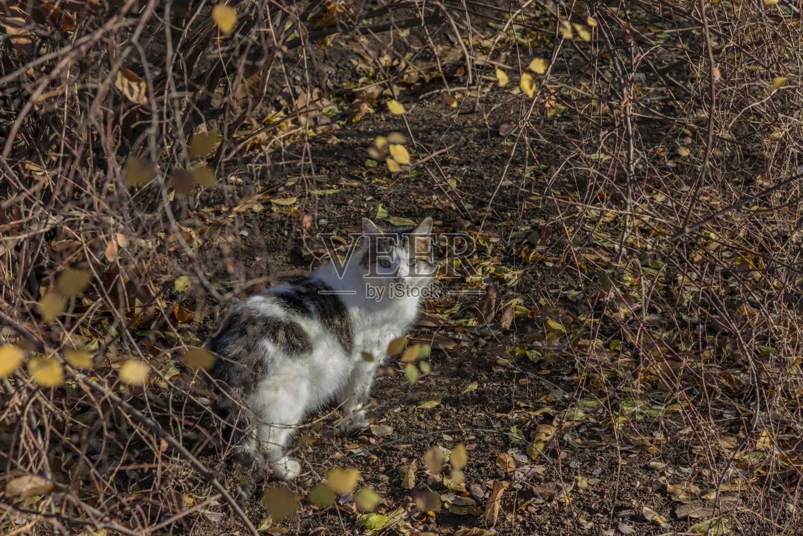 明亮的白色斑点猫在明亮的秋天背景照片摄影图片