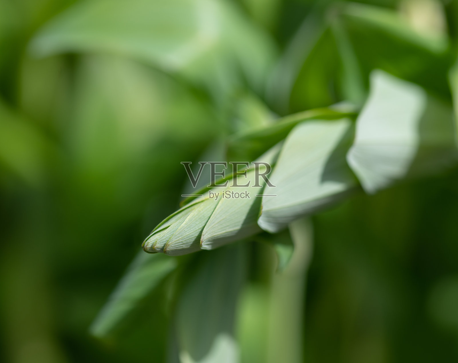 绿叶背景照片摄影图片