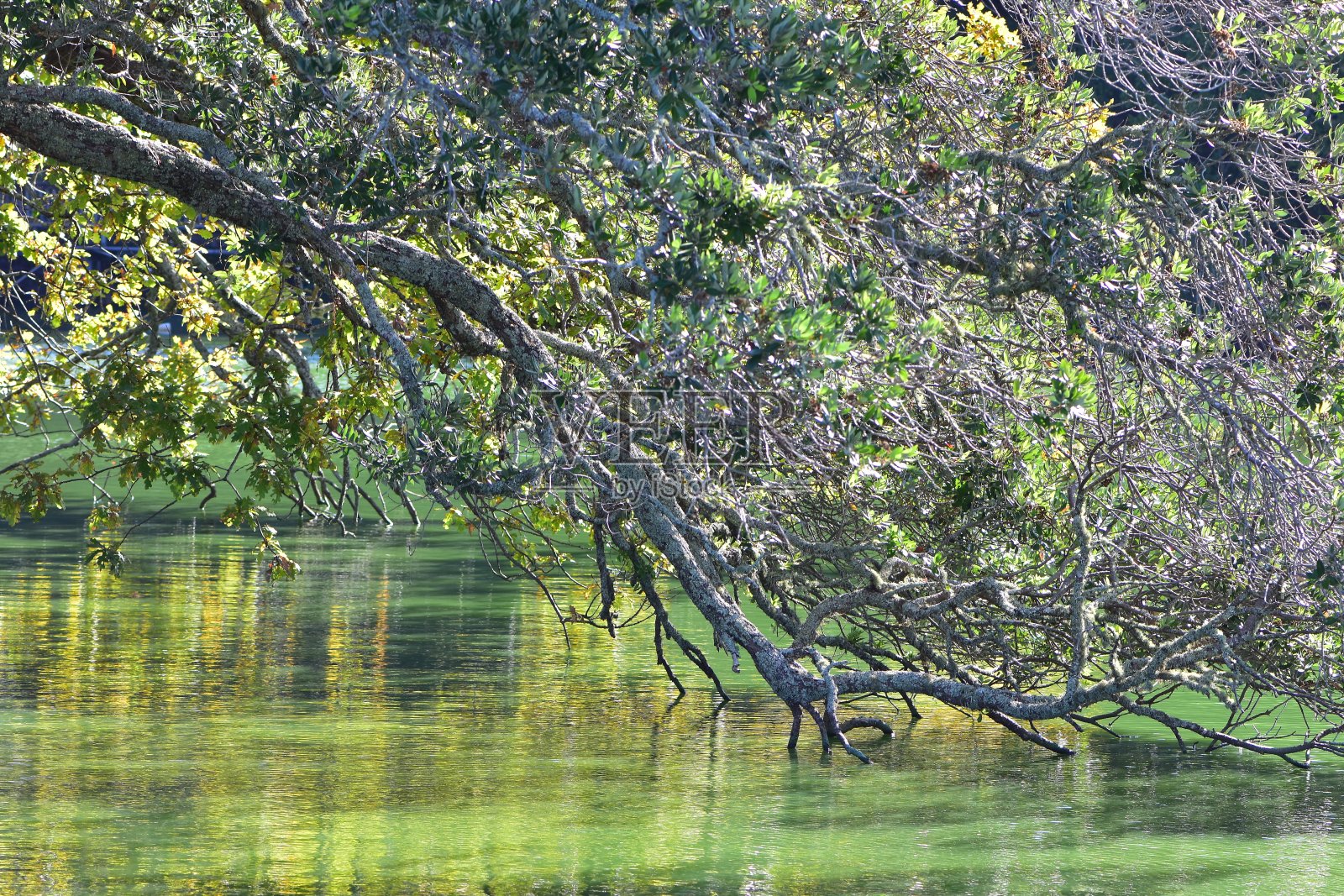 湖面上的树枝照片摄影图片