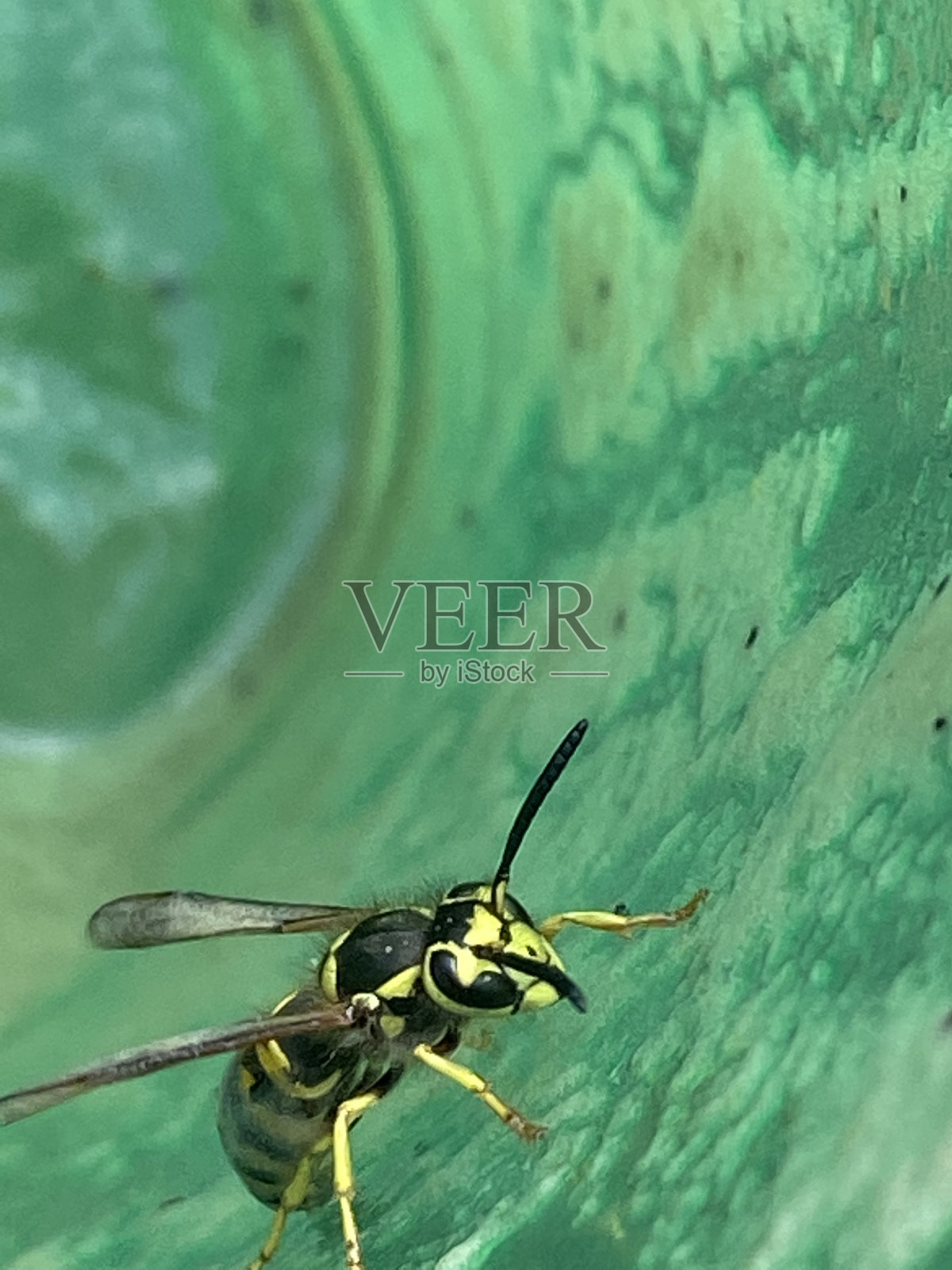 黄马褂韧性照片摄影图片