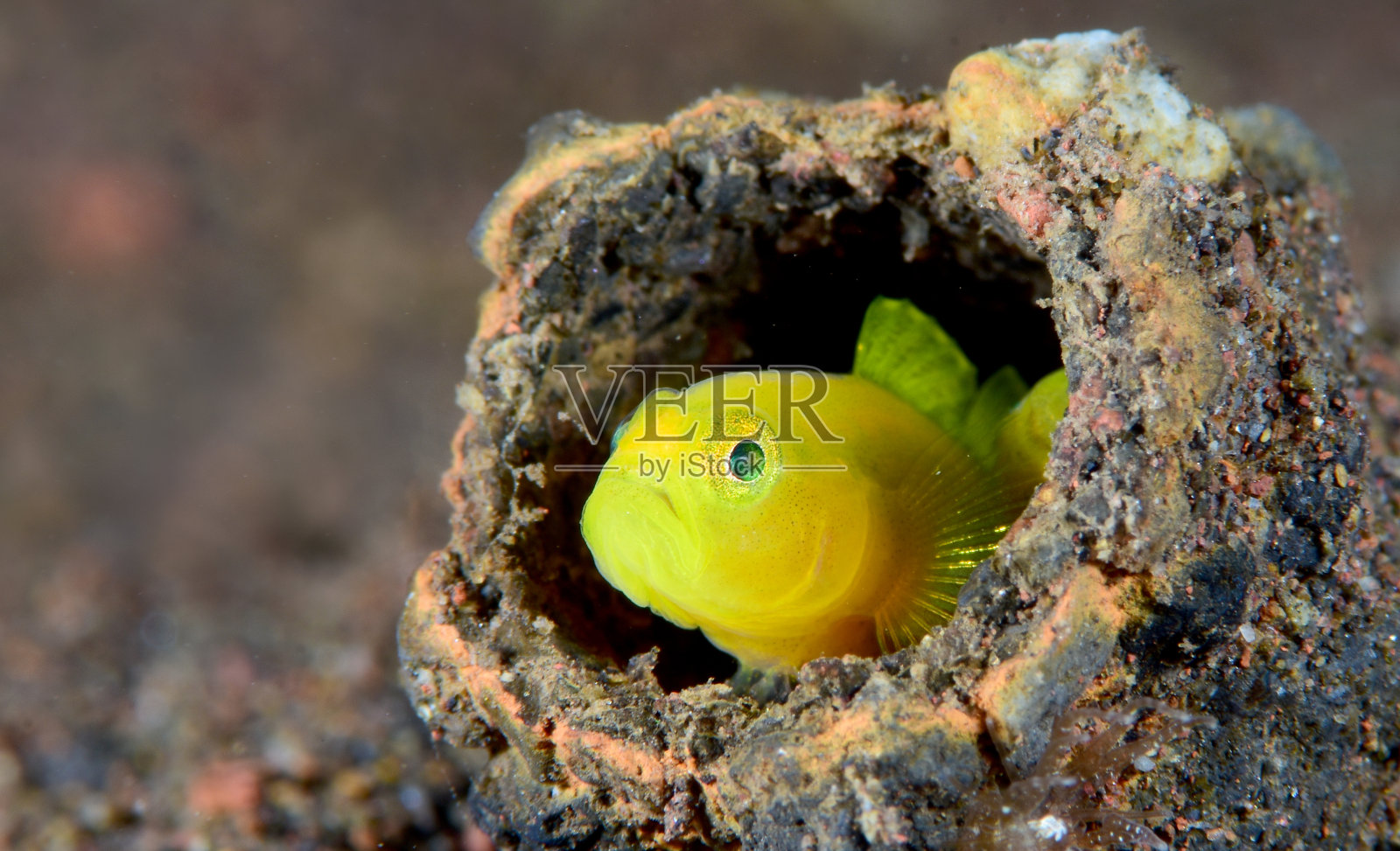 罕见的虾虎鱼。照片摄影图片