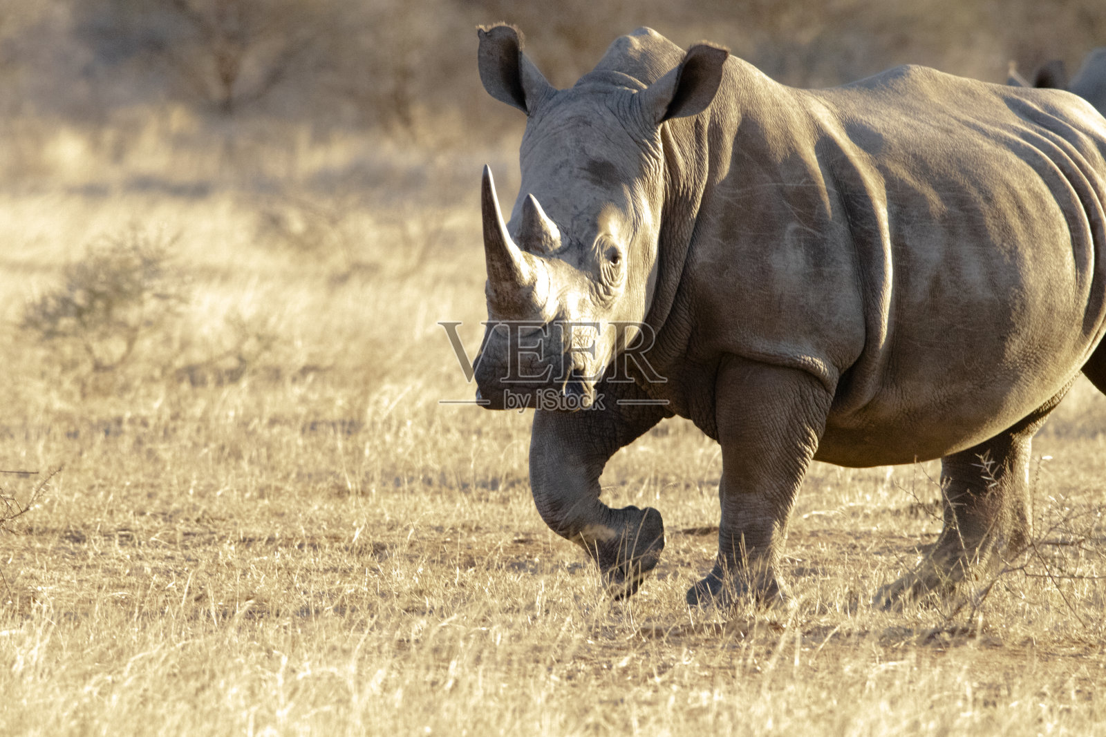 克鲁格国家公园的犀牛照片摄影图片