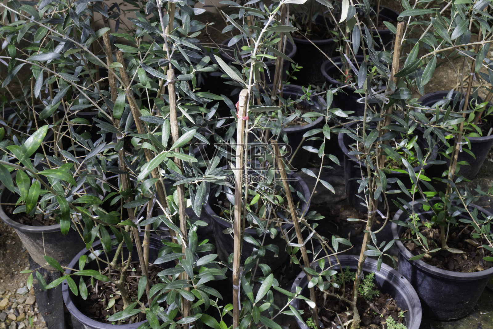 橄榄树种植在绿色市场上出售照片摄影图片