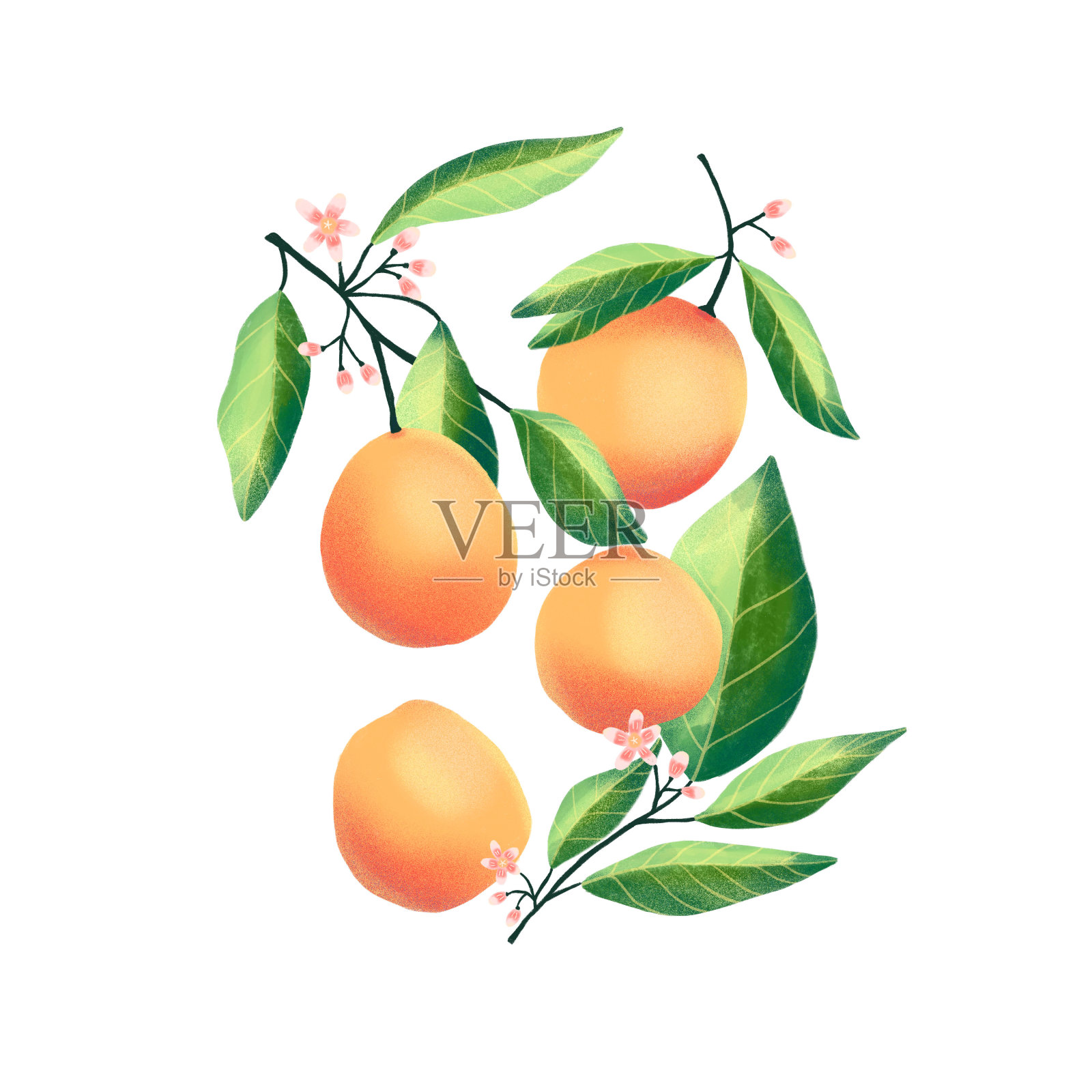 树枝上有桃子和杏子。与世隔绝的热带夏季水果，抽象多彩的手绘插图。插画图片素材