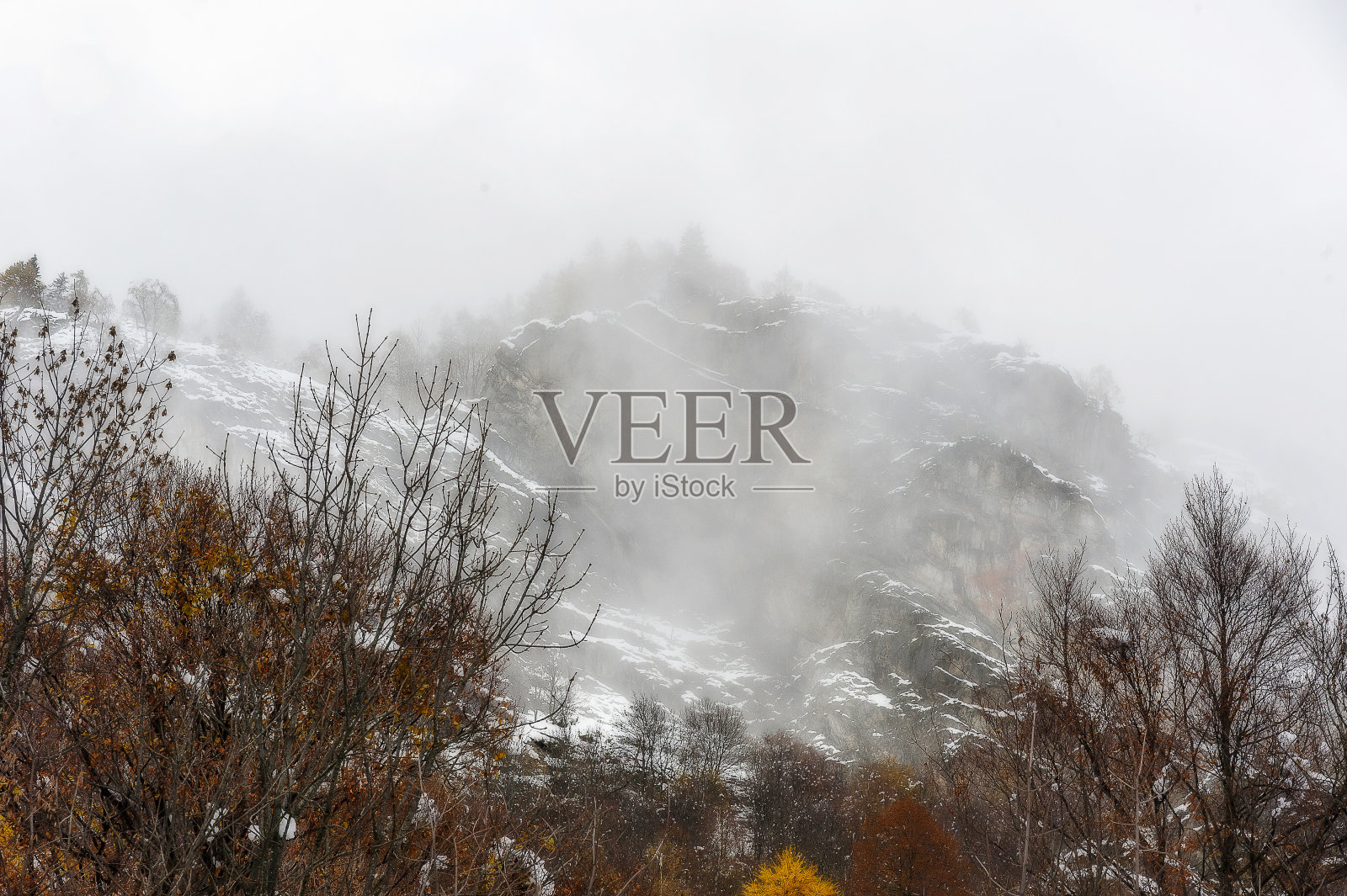 罗莎，瓦西西亚，阿拉尼亚照片摄影图片