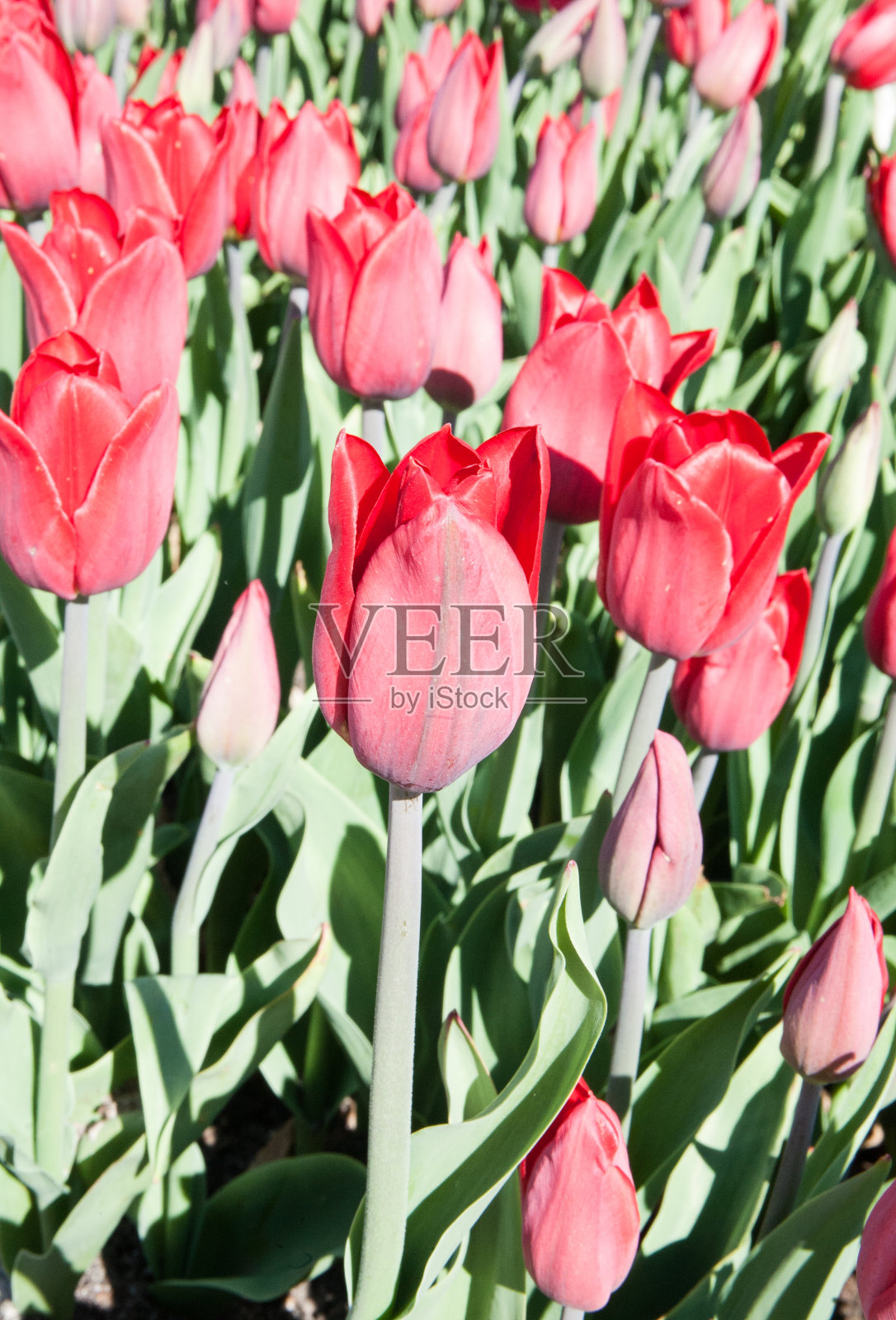 红色郁金香。从花园里摘些花来过节。照片摄影图片