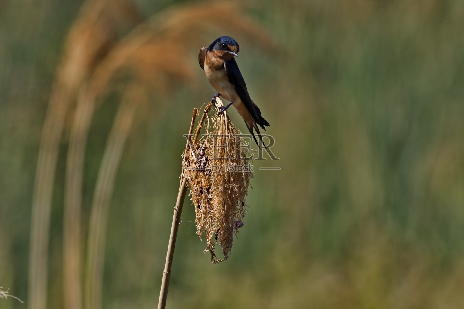 熊河候鸟保护区优雅的谷仓燕子照片摄影图片