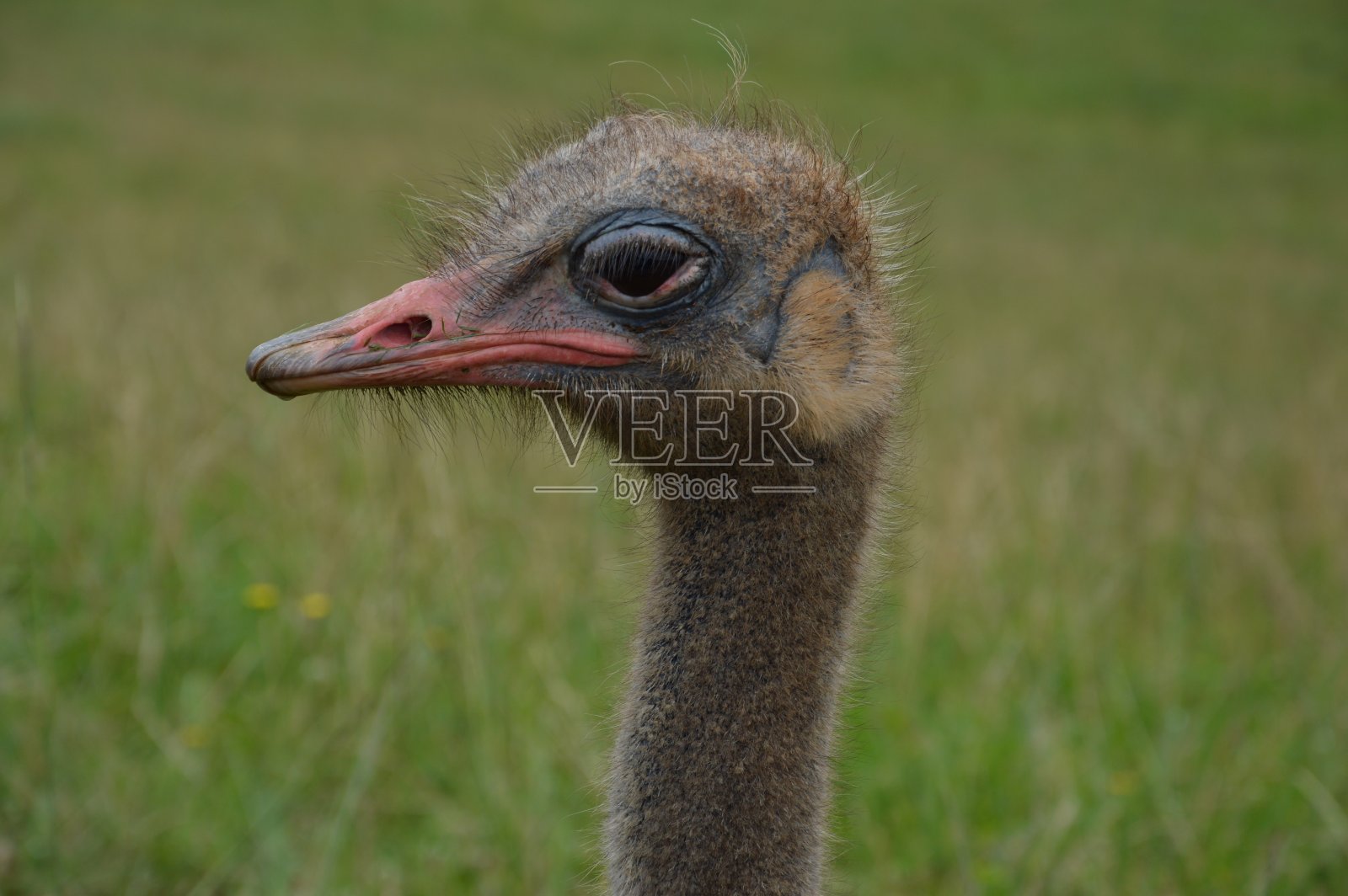 在西班牙坎塔布里亚的卡巴塞诺自然公园，野生鸵鸟的肖像。羽毛黑色和灰色的鸵鸟，有绿色背景的大喙照片摄影图片