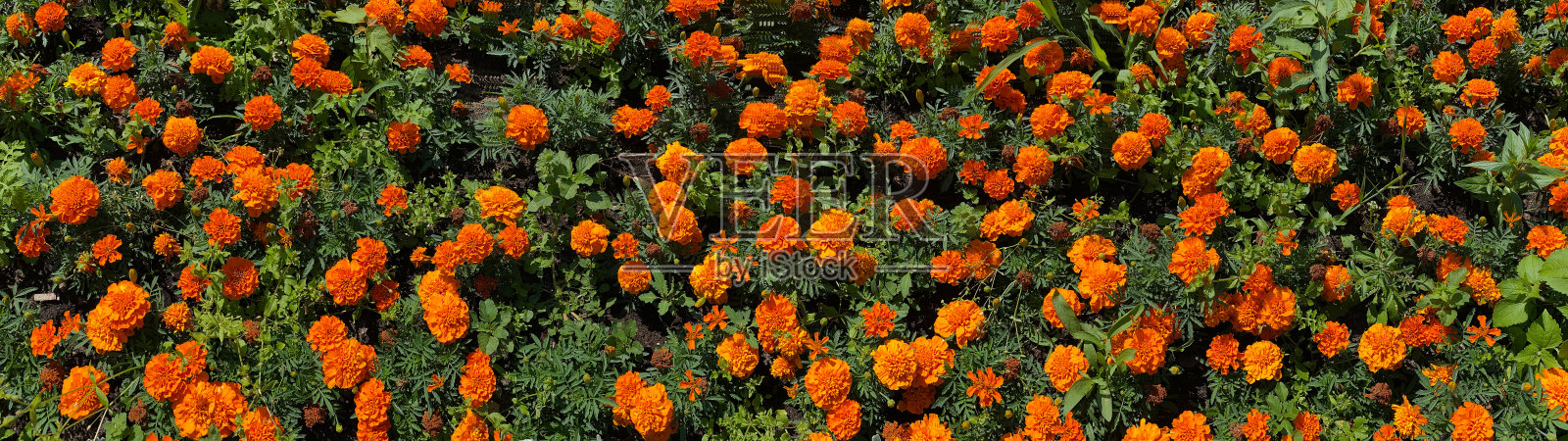 公园花坛上的金盏花横幅。工厂叫万寿菊照片摄影图片