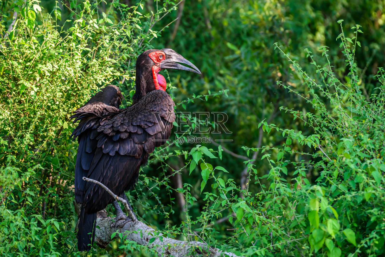 南非克鲁格国家公园南部地犀鸟的雌性。照片摄影图片