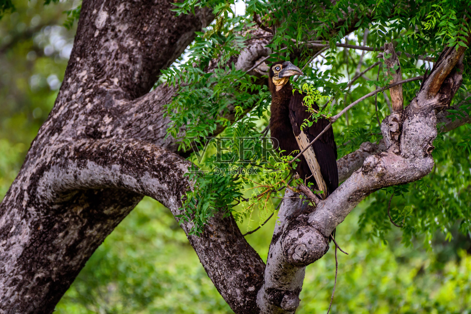 南非克鲁格国家公园的巢中，南地犀鸟的幼鸟。照片摄影图片