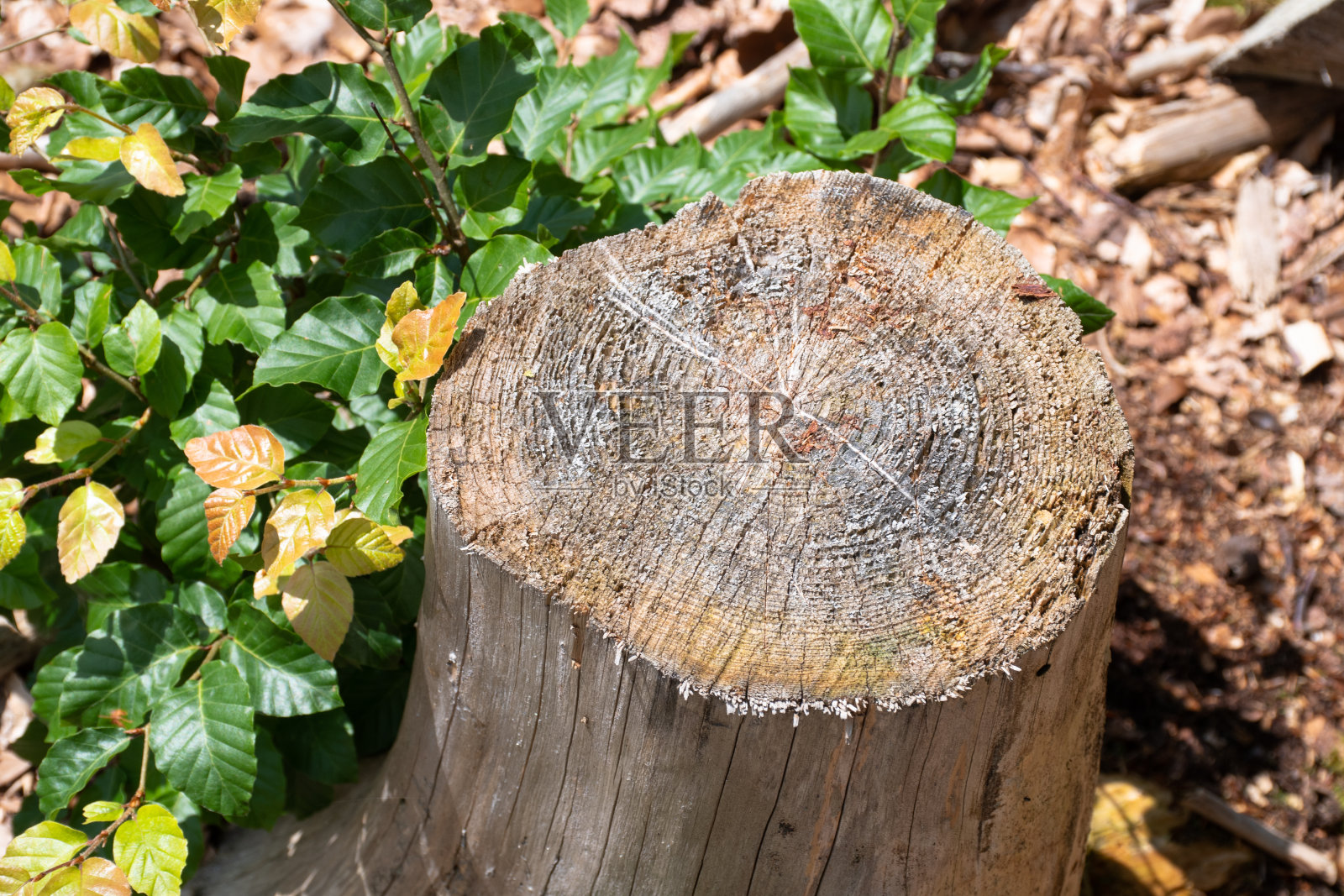 小圆树桩照片摄影图片