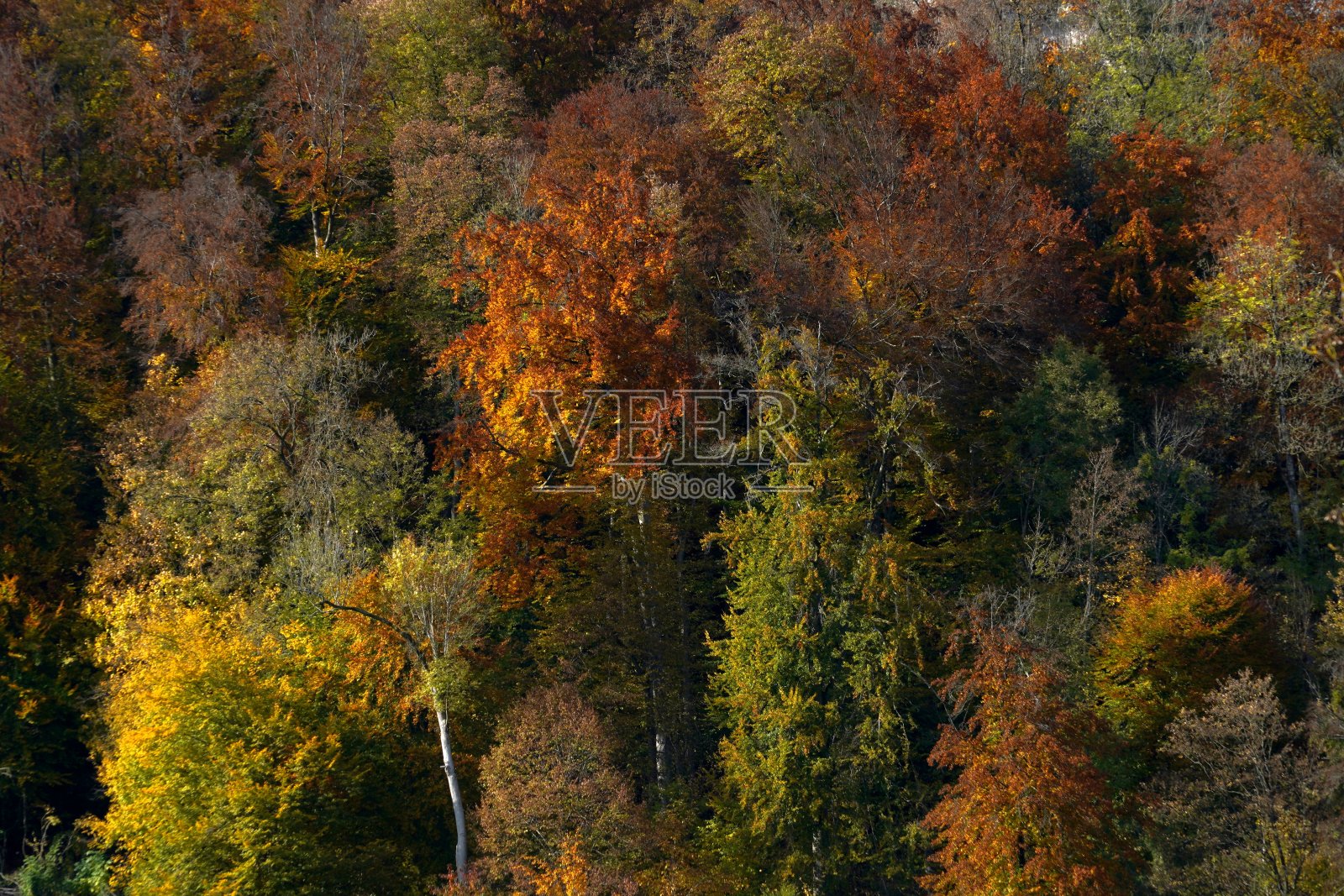 秋天的背景。有许多落叶的树，叶子五颜六色。季节性背景与大量的复制空间可用。照片摄影图片