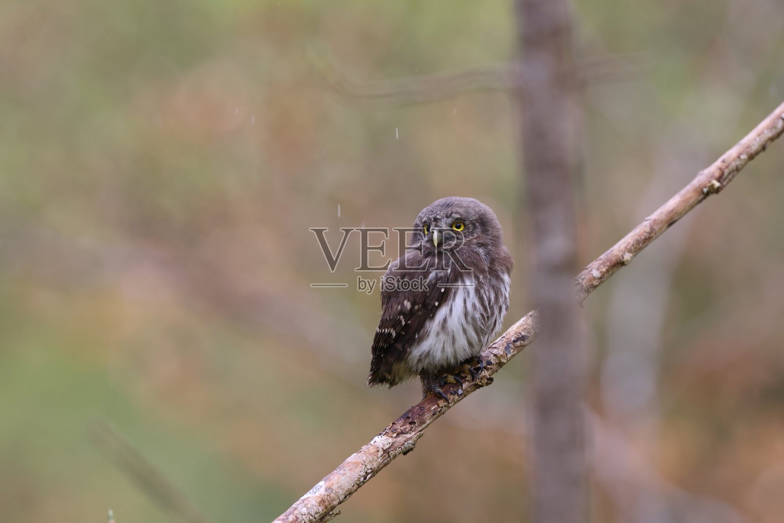 年轻的欧亚侏儒猫头鹰(雀形目蓝斑)德国斯瓦比亚侏罗照片摄影图片