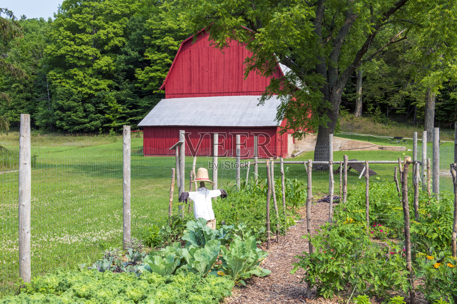蔬菜园里的稻草人照片摄影图片