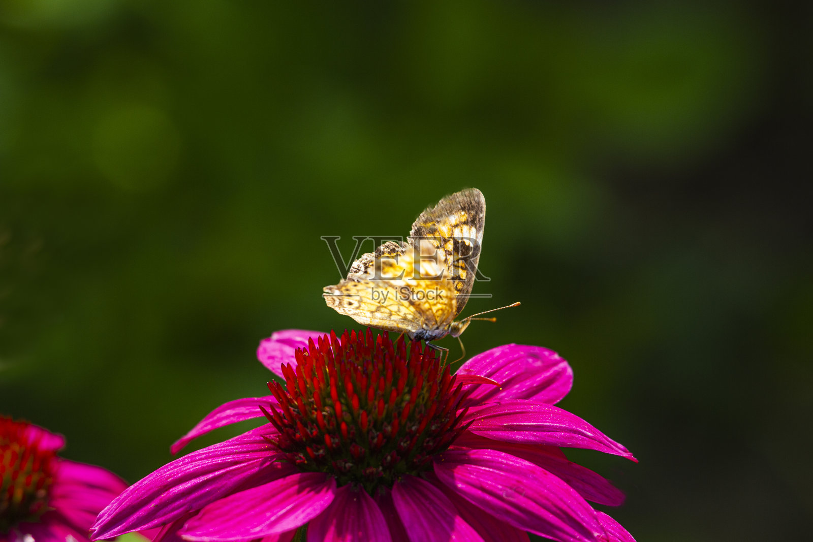 方格蝴蝶栖息在粉红色的松果花上照片摄影图片