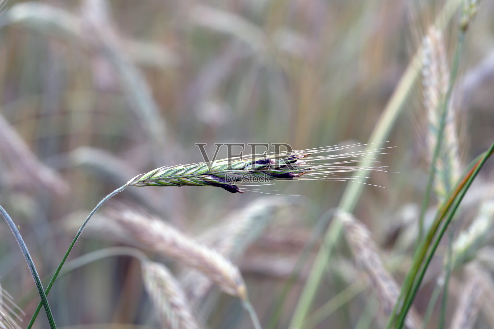紫链麦角菌是一种有毒的真菌感染，存在于谷类和禾草中，被称为麦角菌照片摄影图片