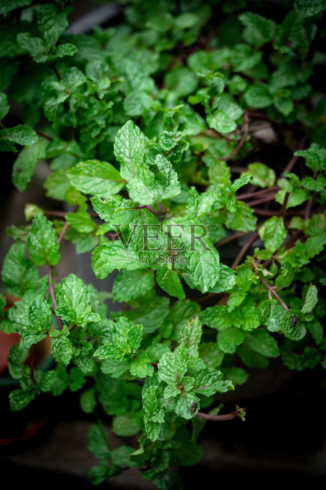 薄荷叶在花园自然的深绿色基调的背景。本空间照片摄影图片
