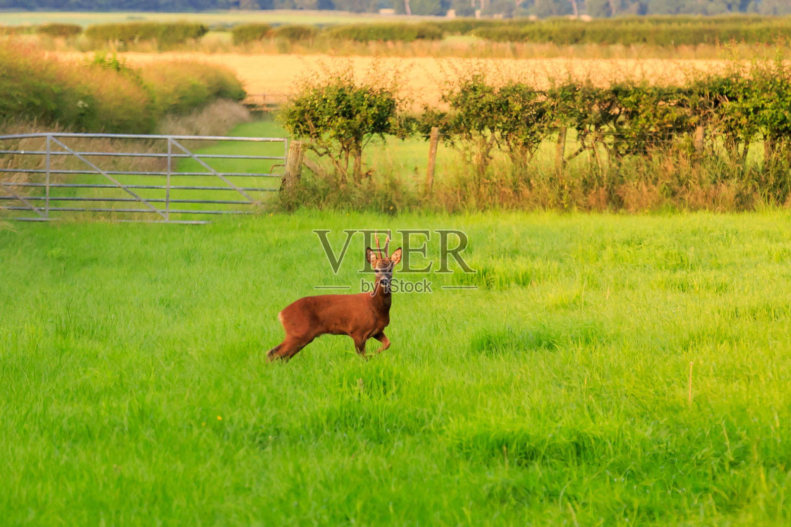 雄狍照片摄影图片