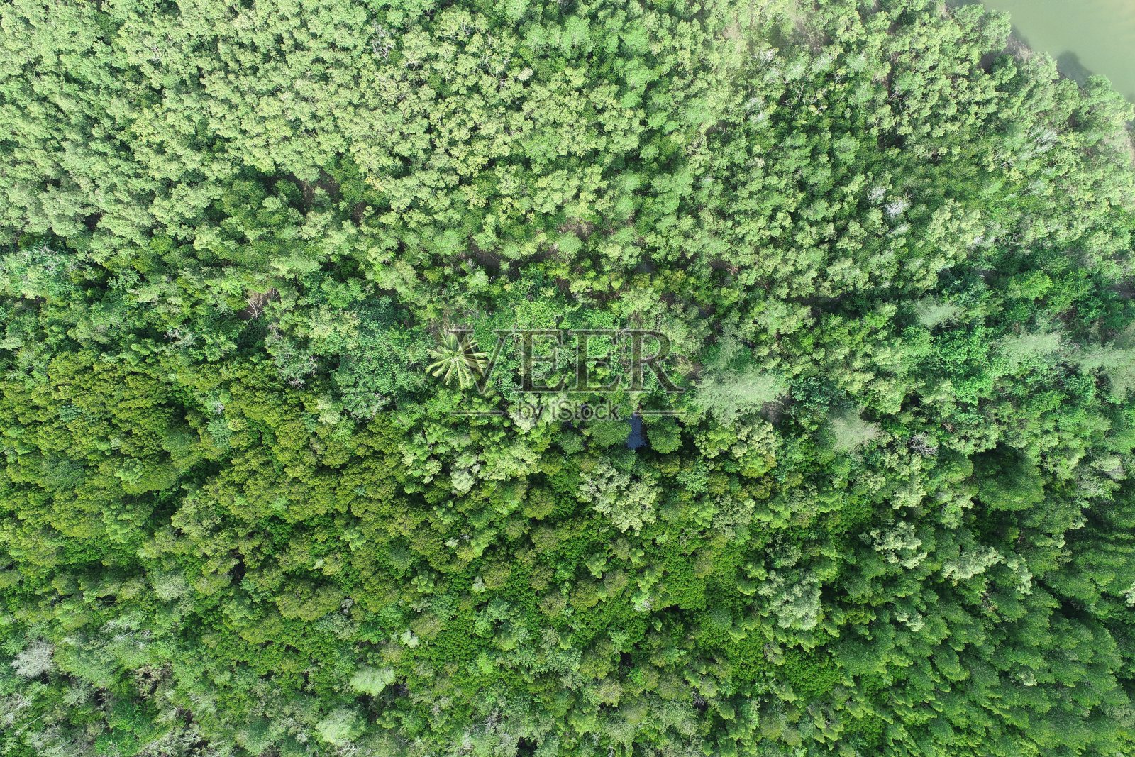 垂直鸟瞰无人机森林照片摄影图片