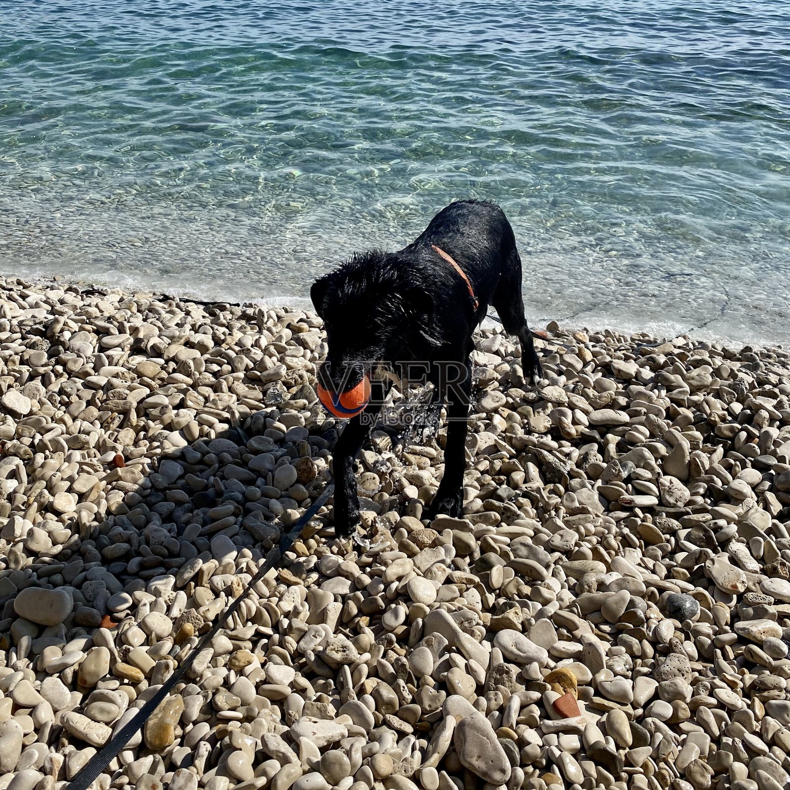 狗在海里玩球照片摄影图片