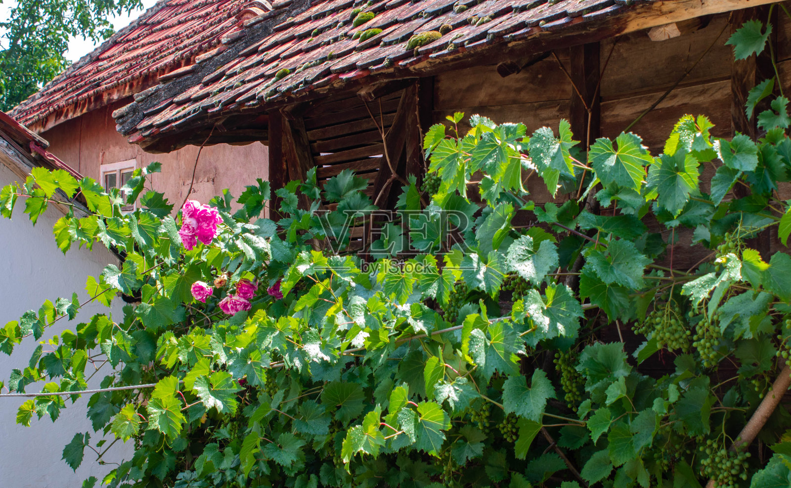 一座爬满藤蔓和粉红玫瑰的老房子照片摄影图片