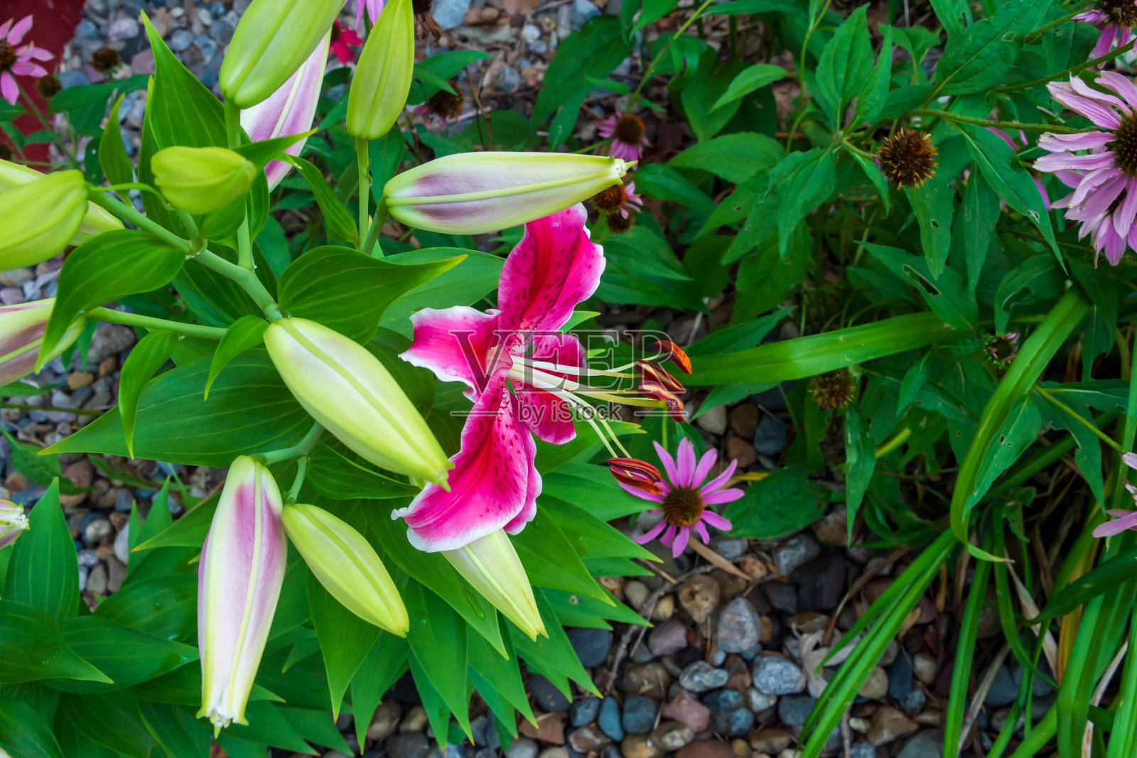 占星百合植物图像从上方的植物角度。照片摄影图片
