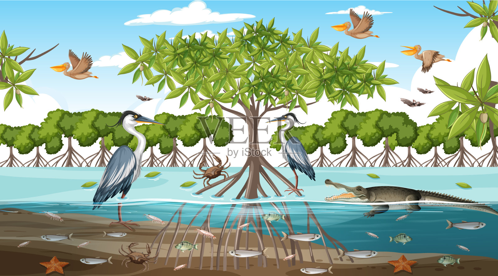 红树林景观在白天的景象插画图片素材