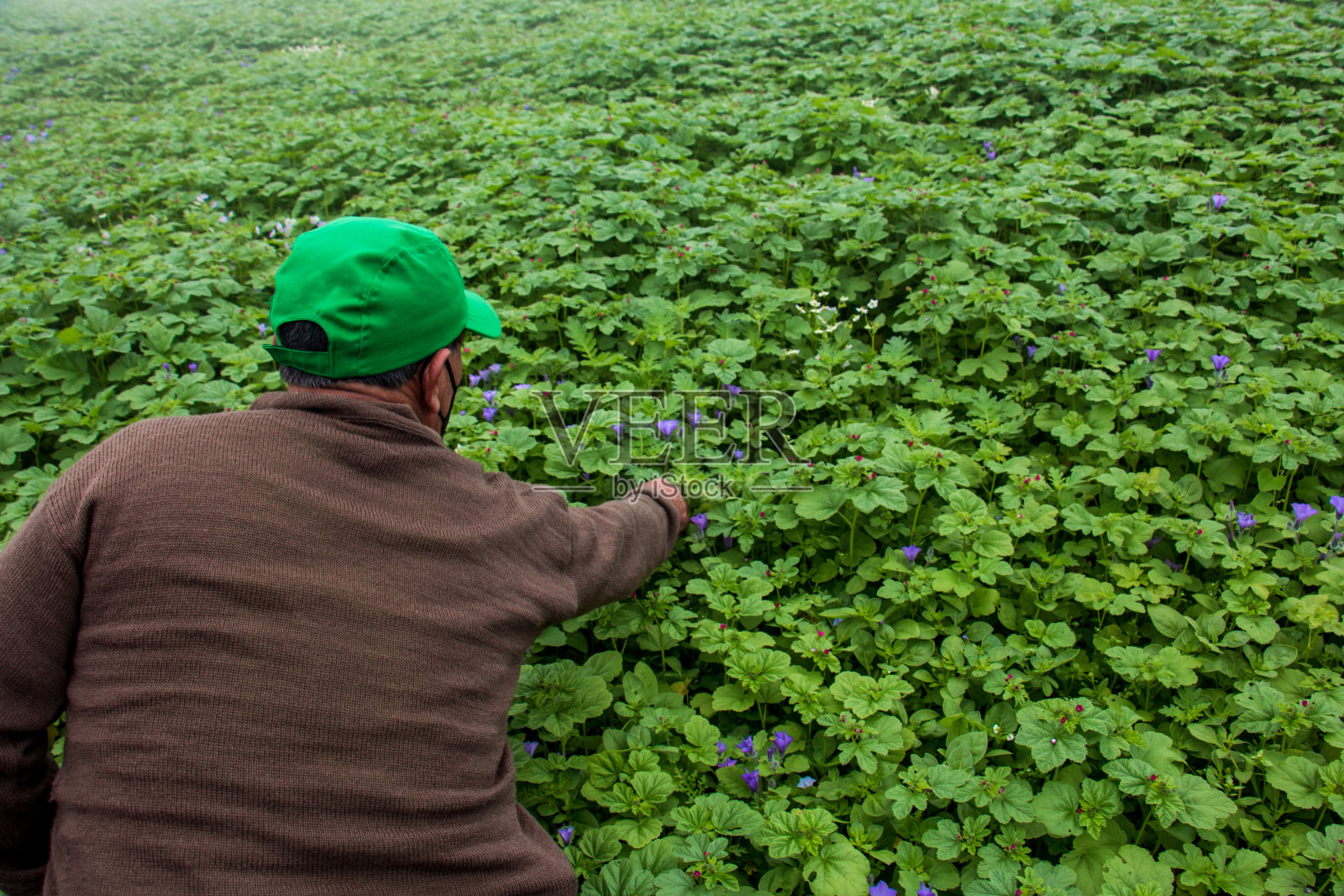 老人碰了碰土豆照片摄影图片