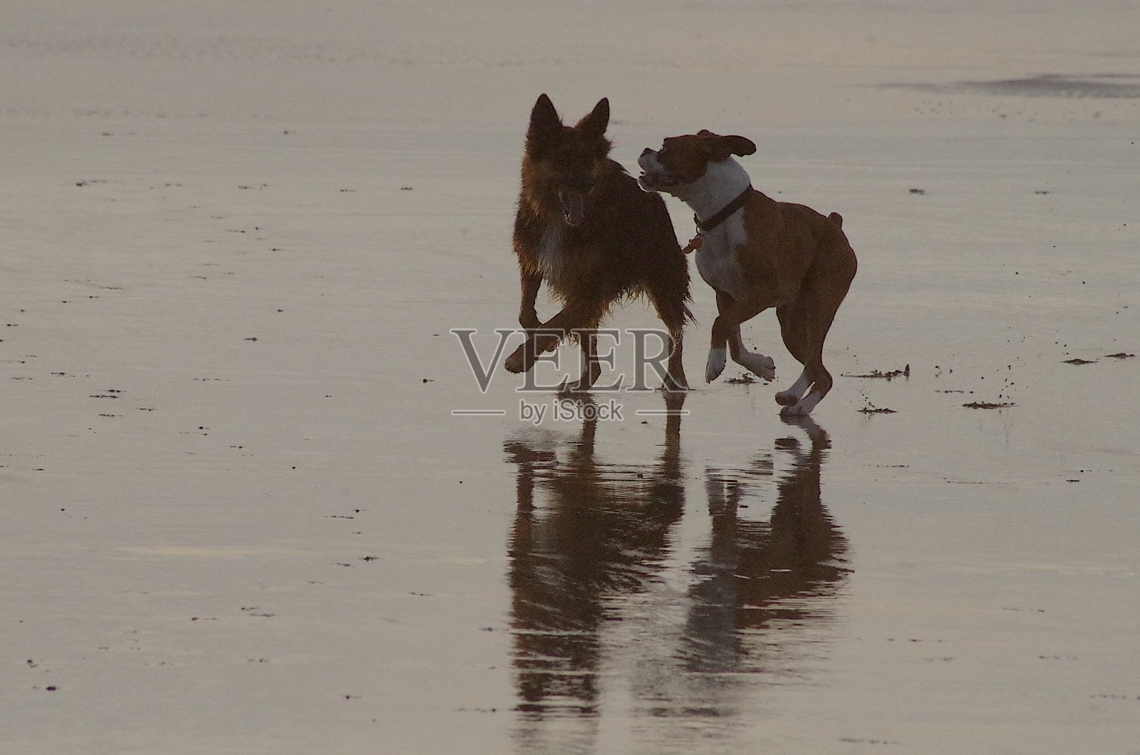 海滩上的贝利照片摄影图片